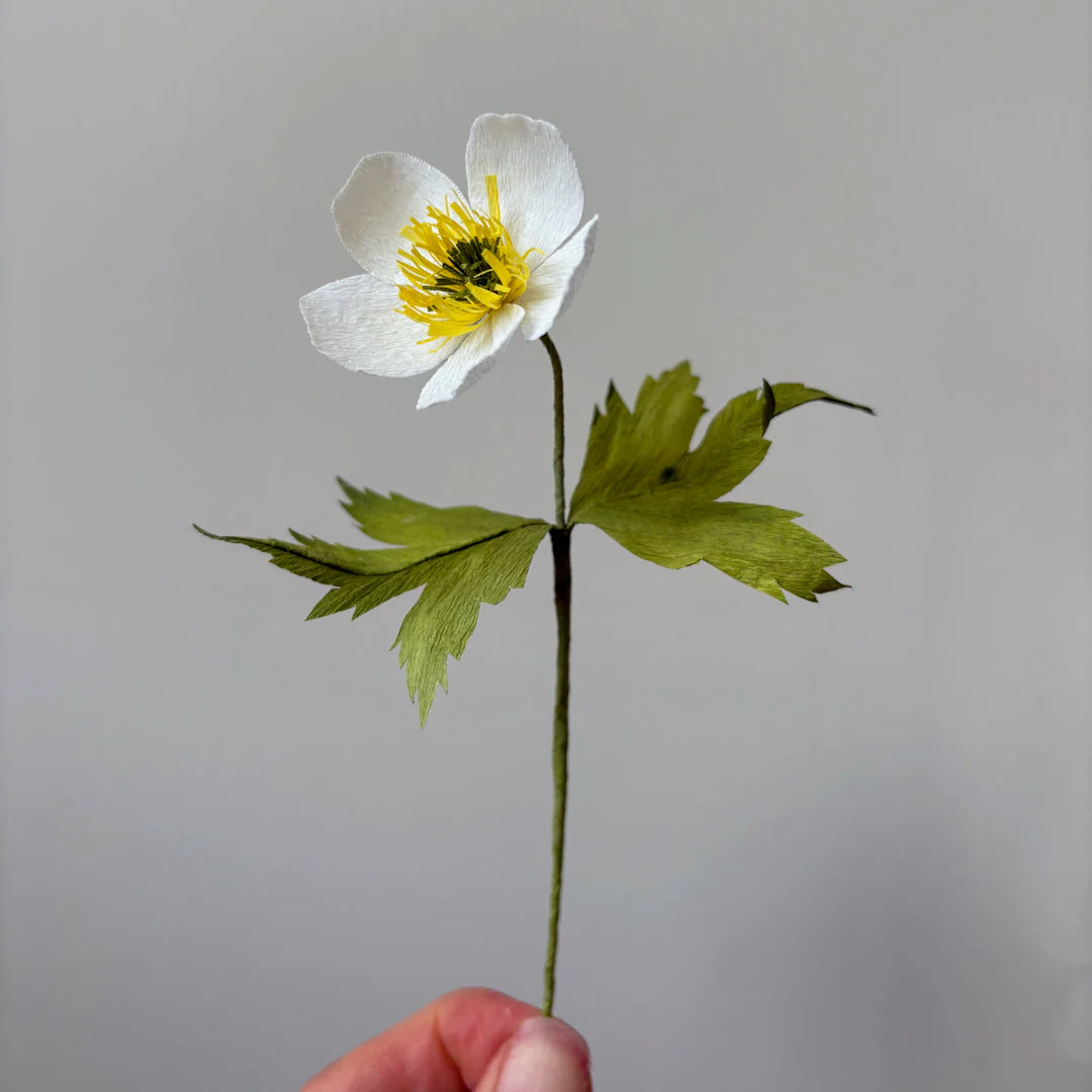 Ensemble DIY de fleurs en papier à assembler 'Anémone canadienne'