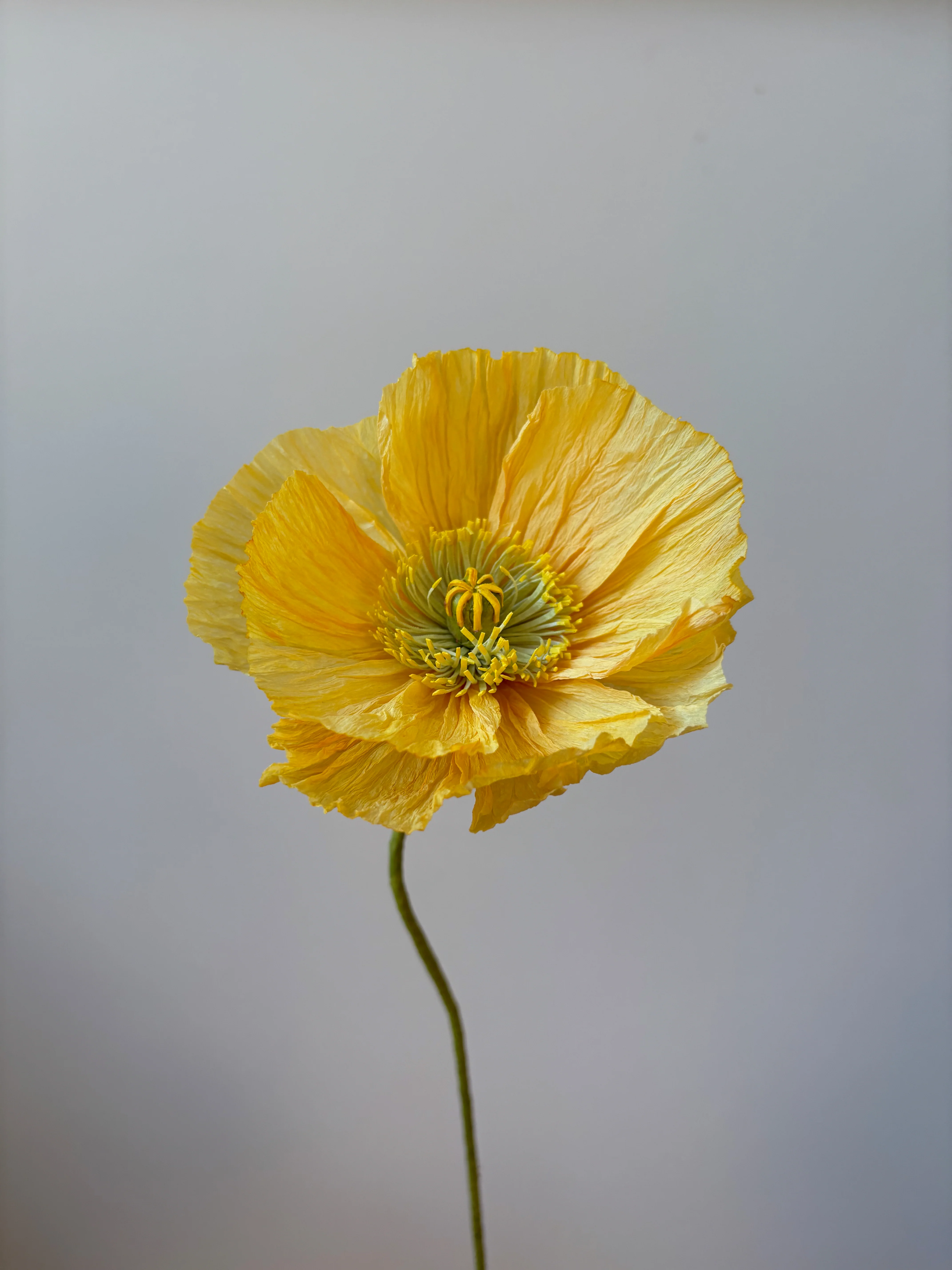 Fleur de papier Pavot [modèles variés] - Image 10