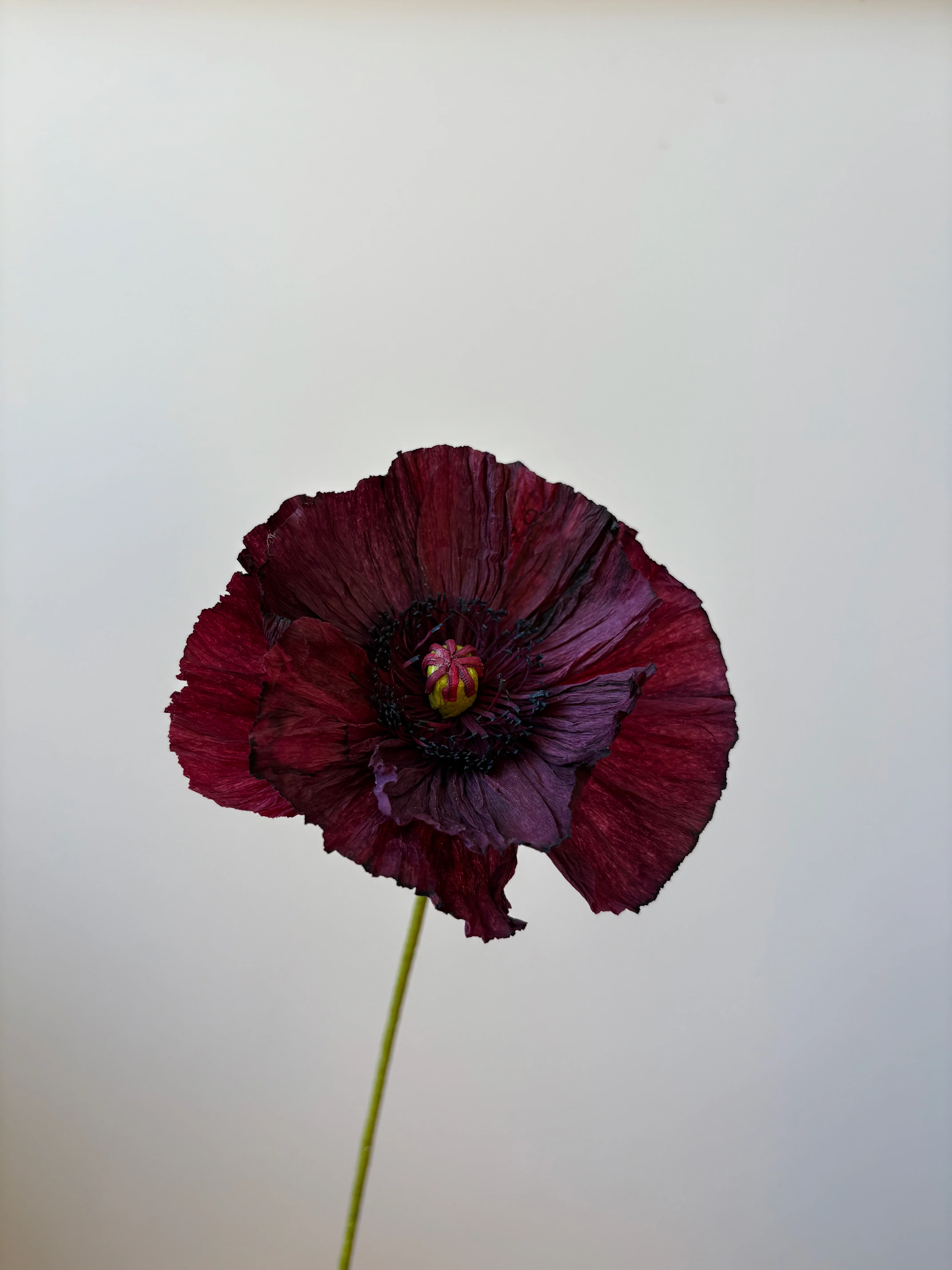 Fleur de papier Pavot [modèles variés] - Image 11