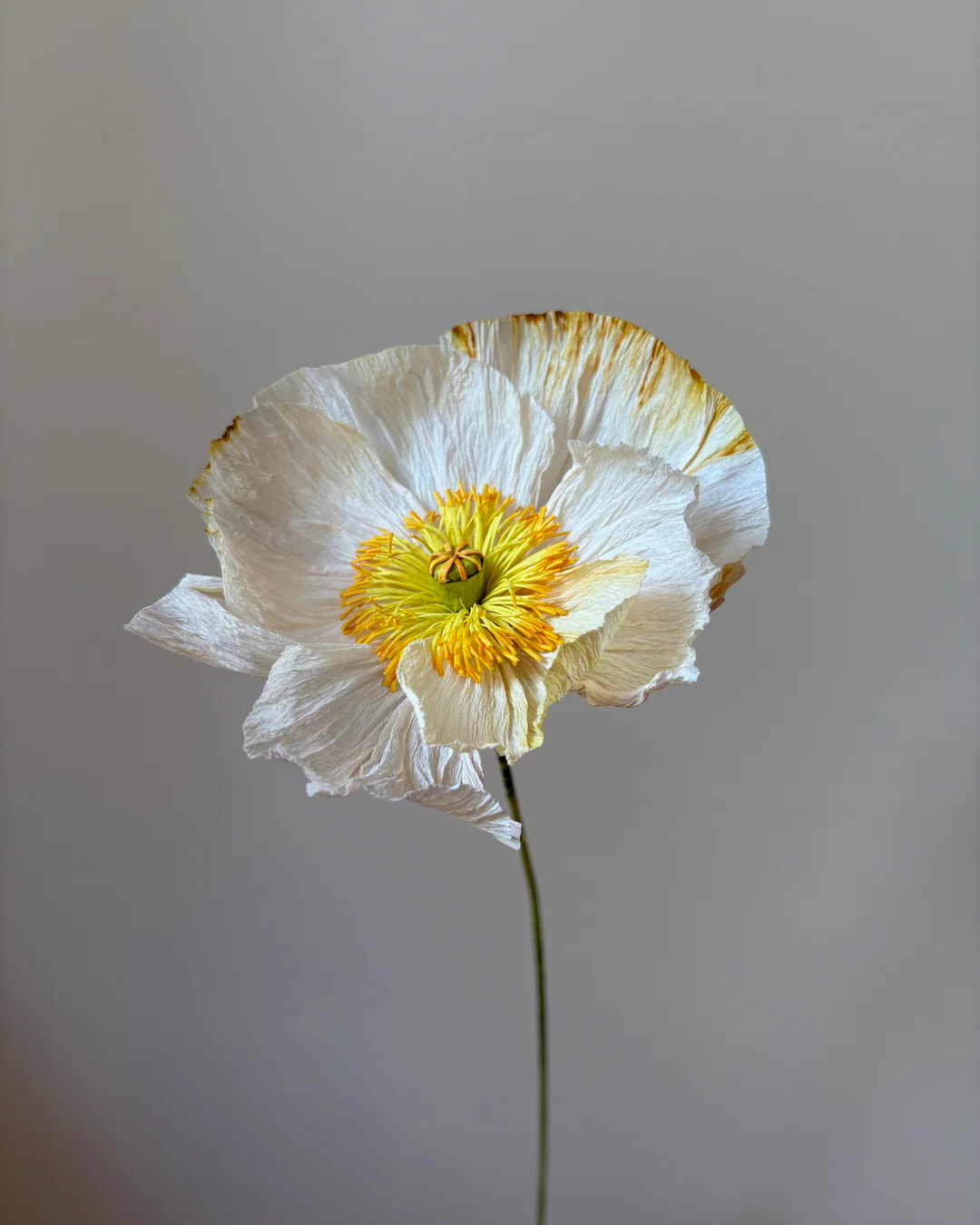 Fleur de papier Pavot [modèles variés] - Image 3