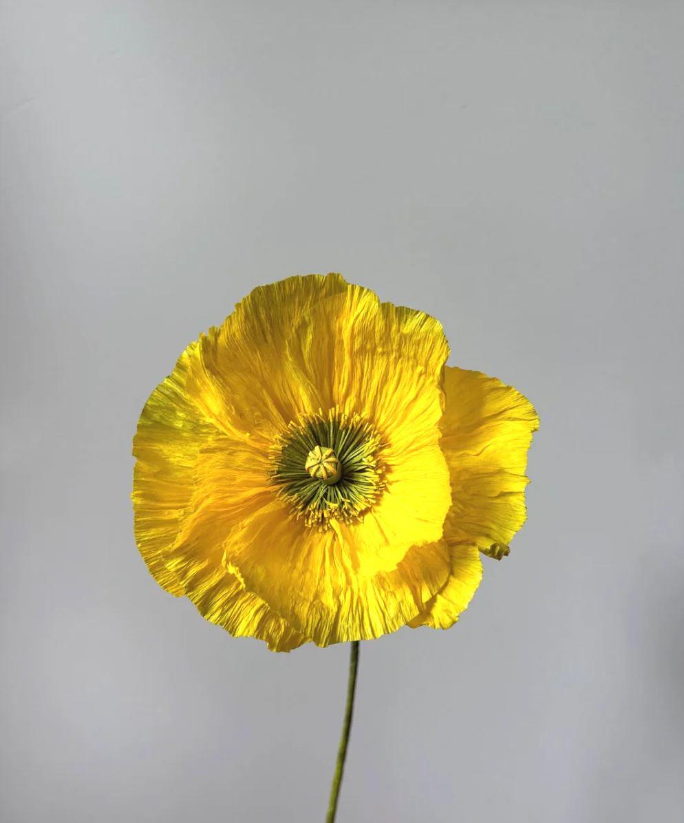 Fleur de papier Pavot [modèles variés] - Image 4