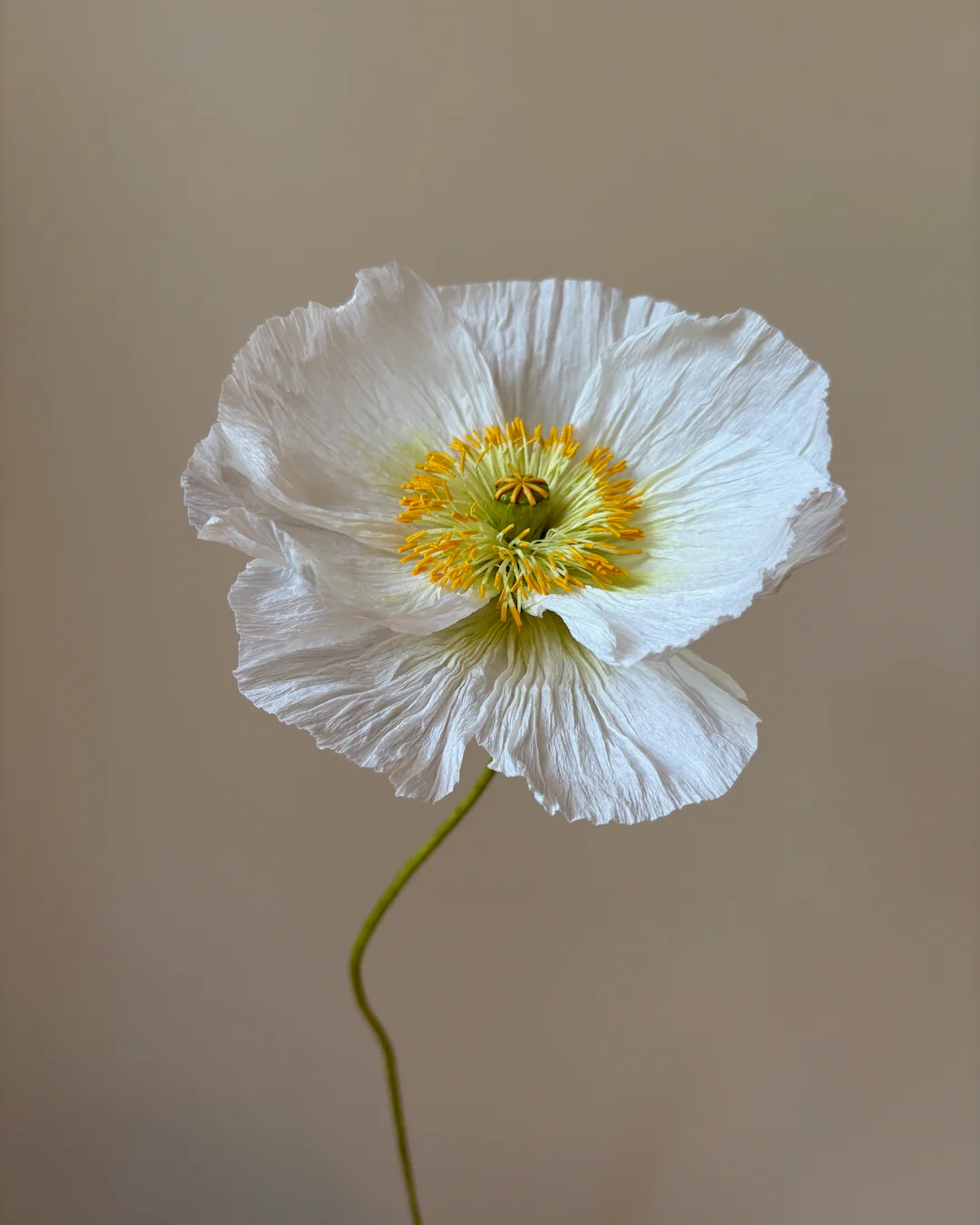 Fleur de papier Pavot [modèles variés] - Image 7