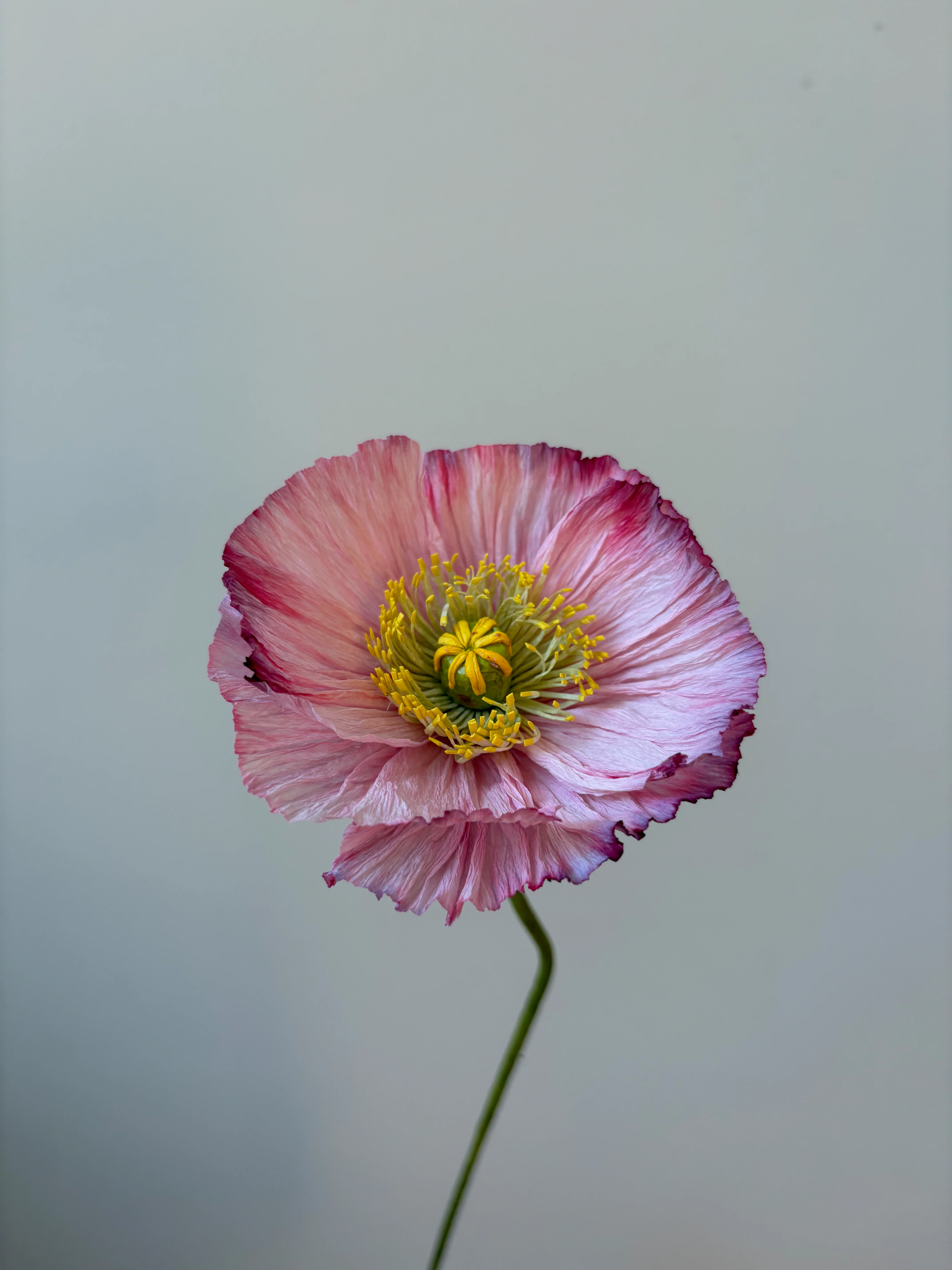 Fleur de papier Pavot [modèles variés] - Image 8
