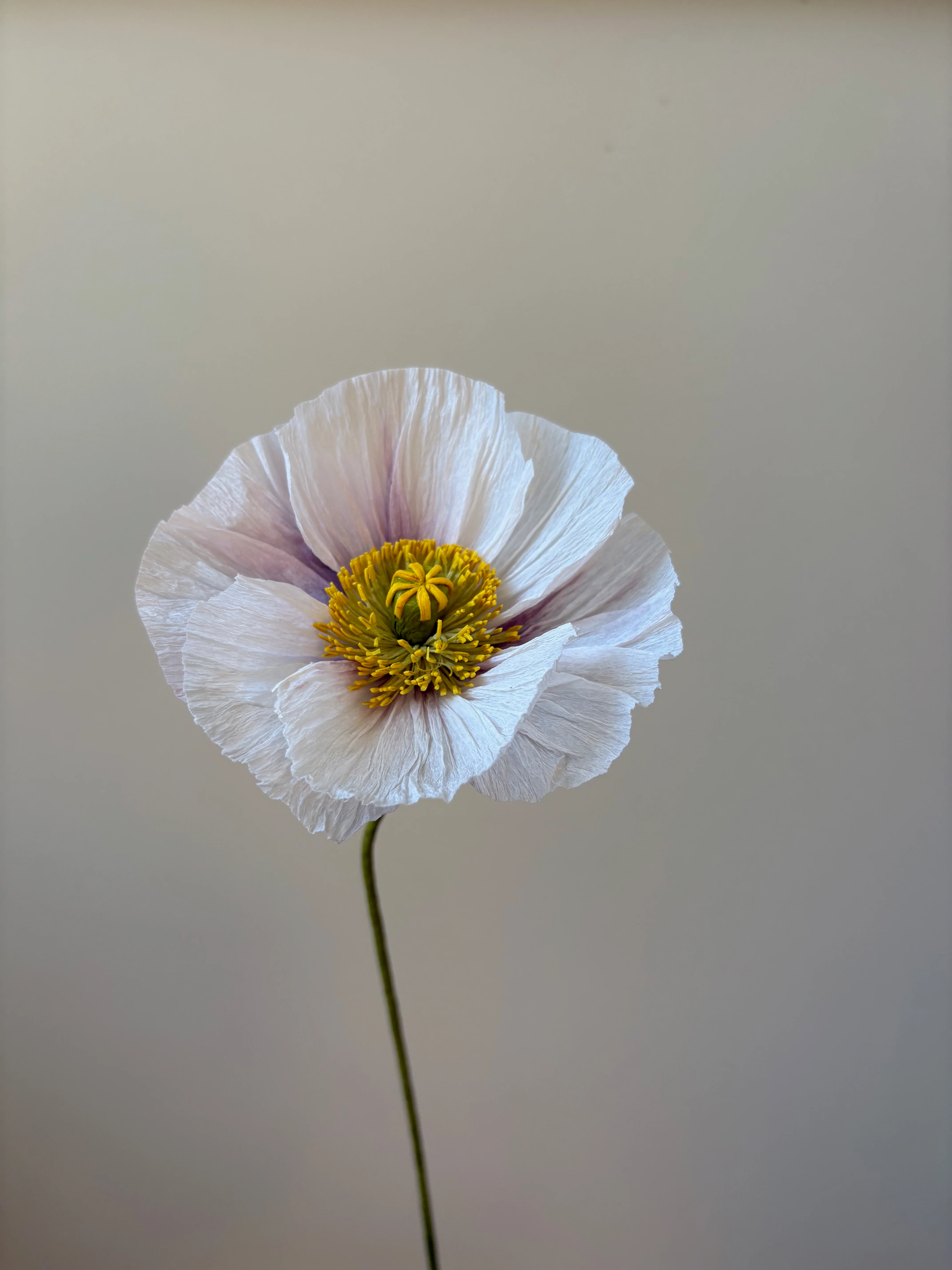 Fleur de papier Pavot [modèles variés] - Image 9
