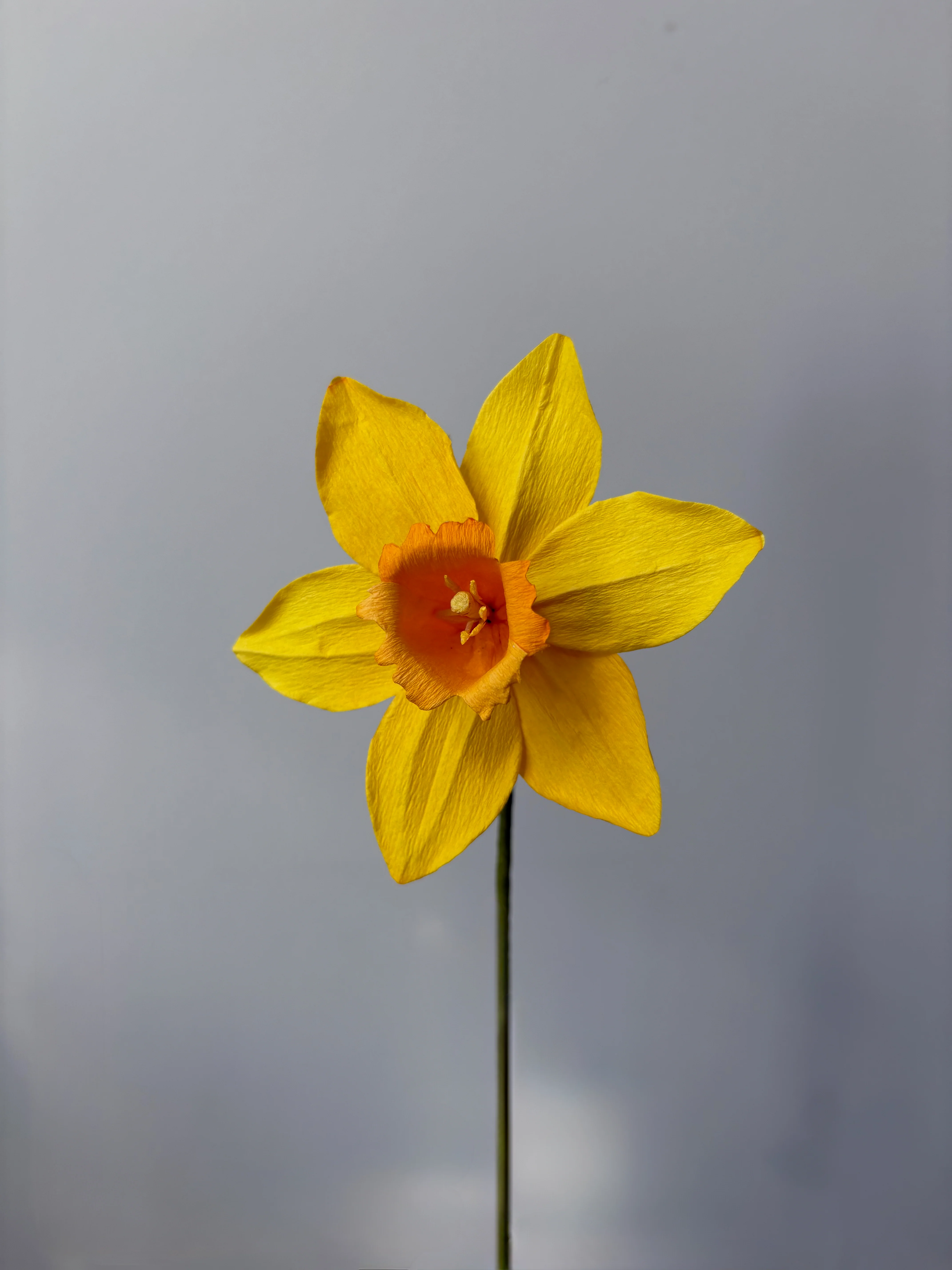 Fleur de papier Jonquille [modèles variés] - Image 2