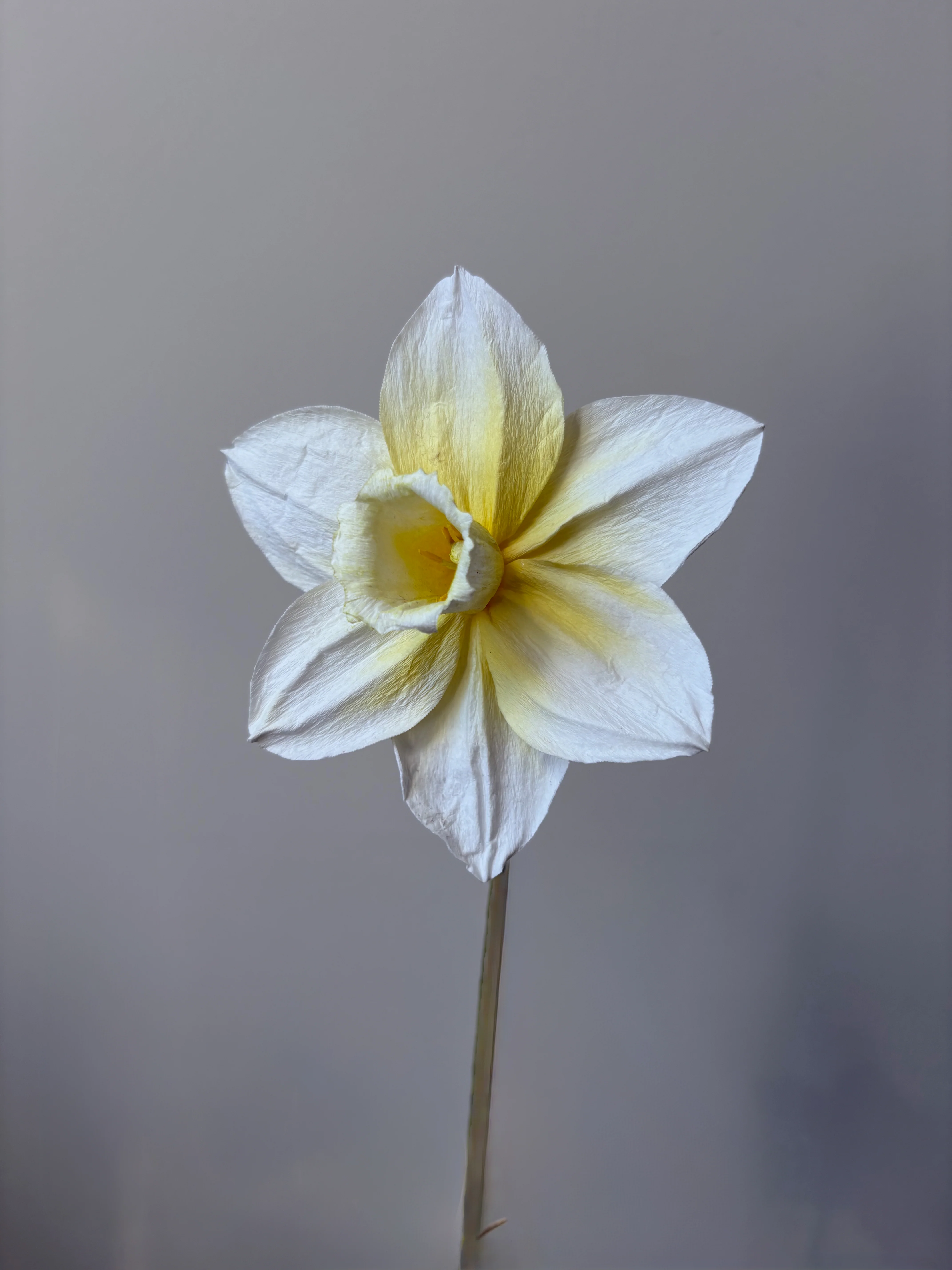 Fleur de papier Jonquille [modèles variés] - Image 4