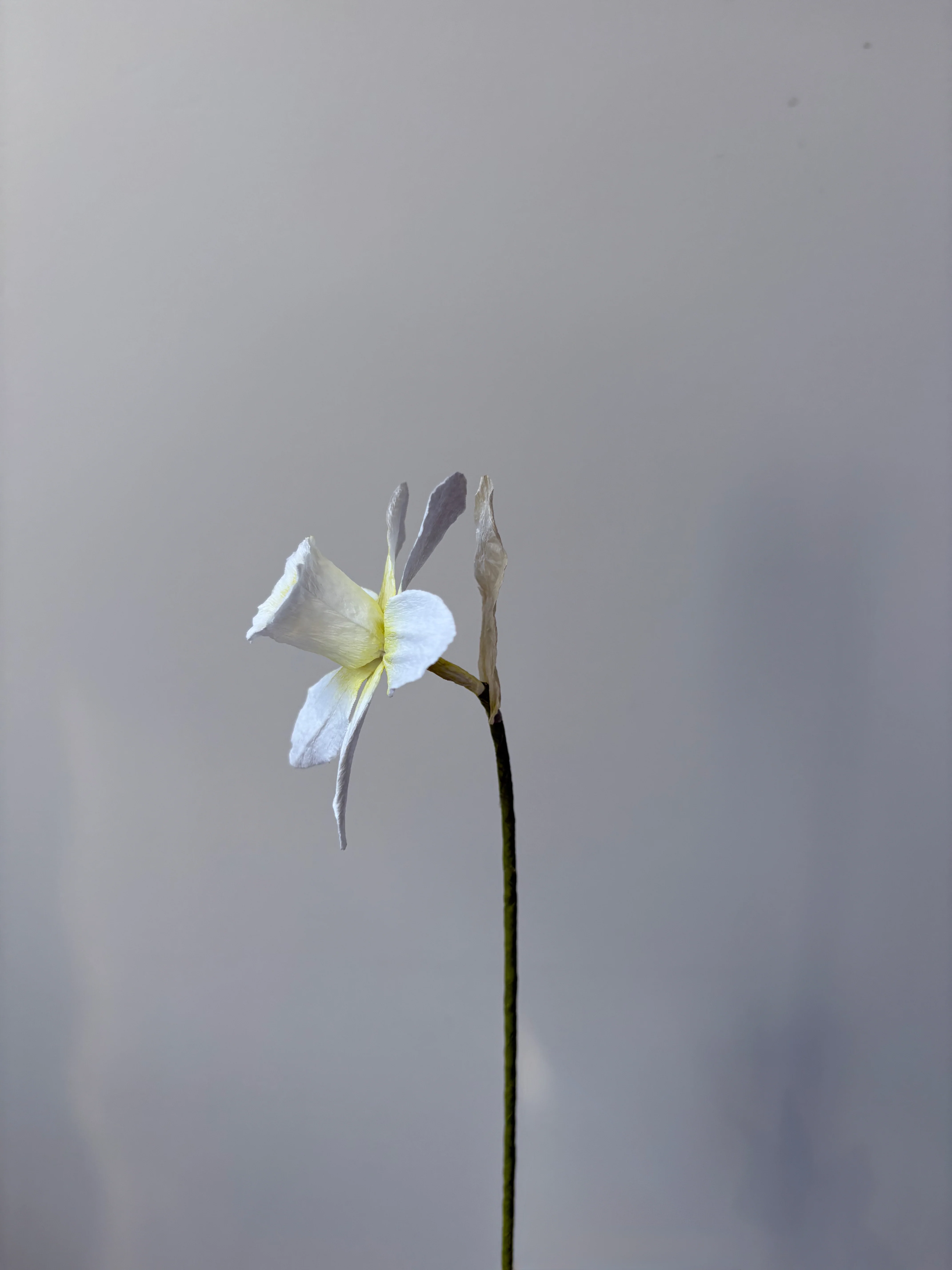 Fleur de papier Jonquille [modèles variés] - Image 5