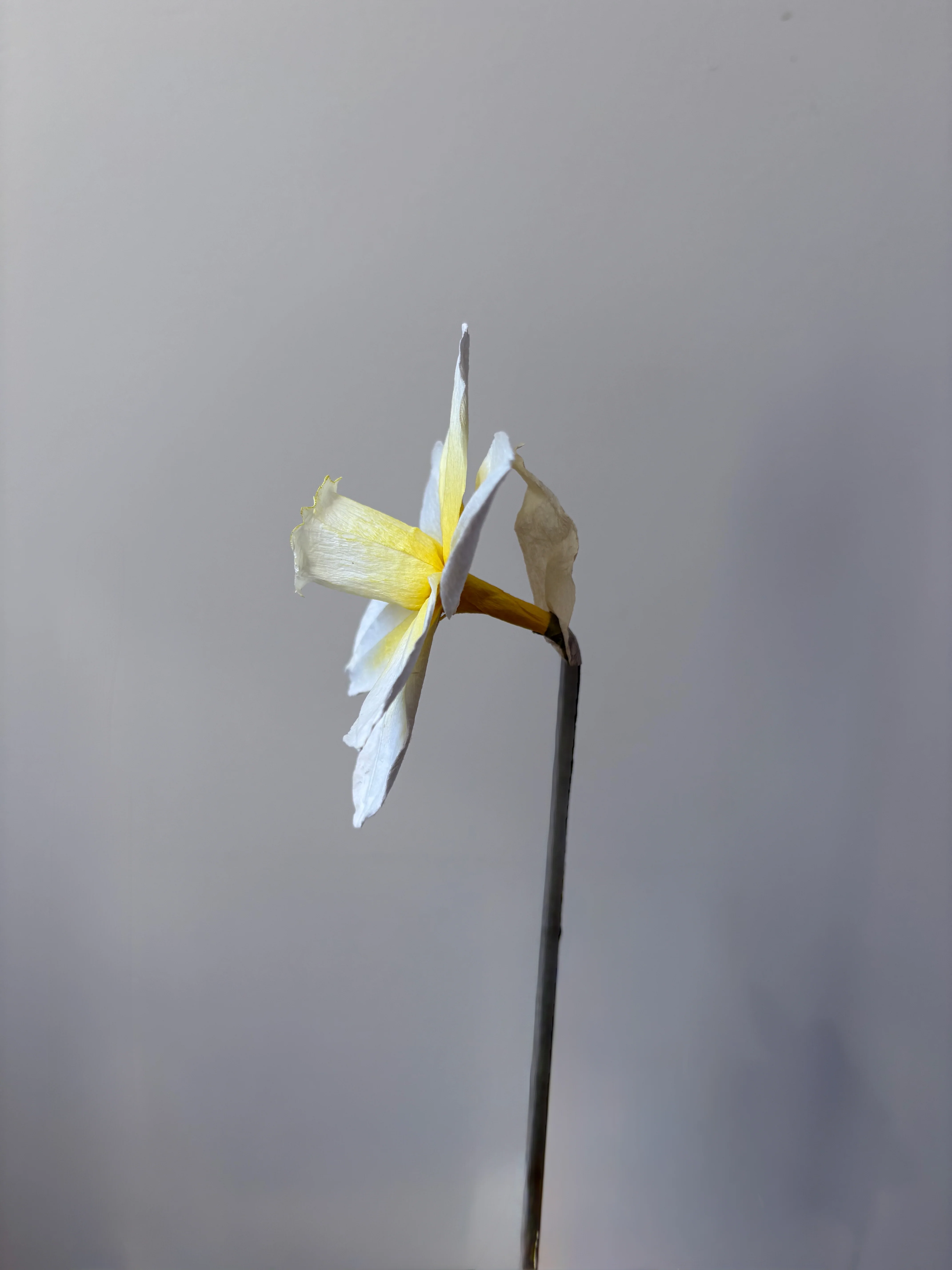 Fleur de papier Jonquille [modèles variés] - Image 6