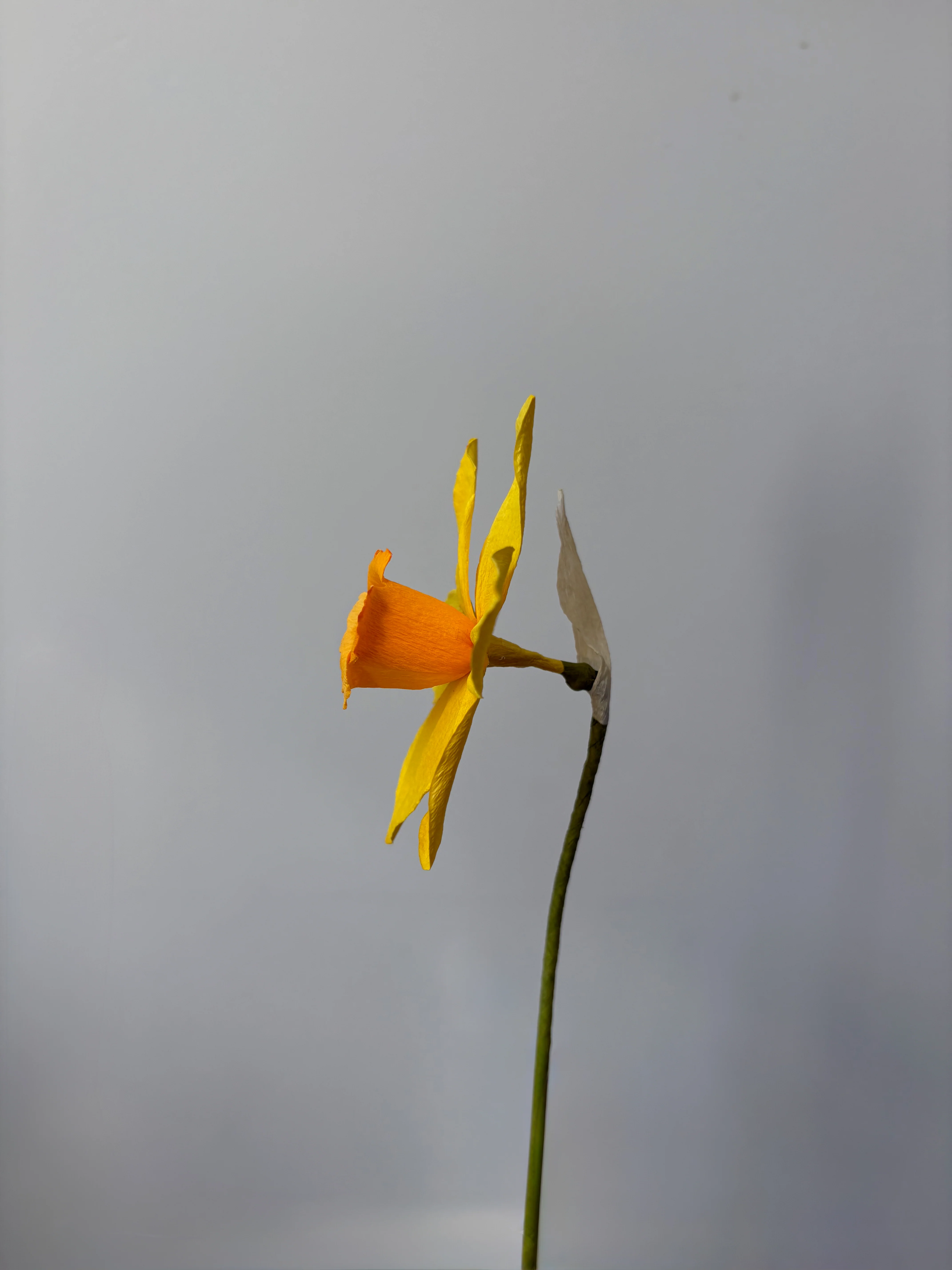Fleur de papier Jonquille [modèles variés] - Image 7