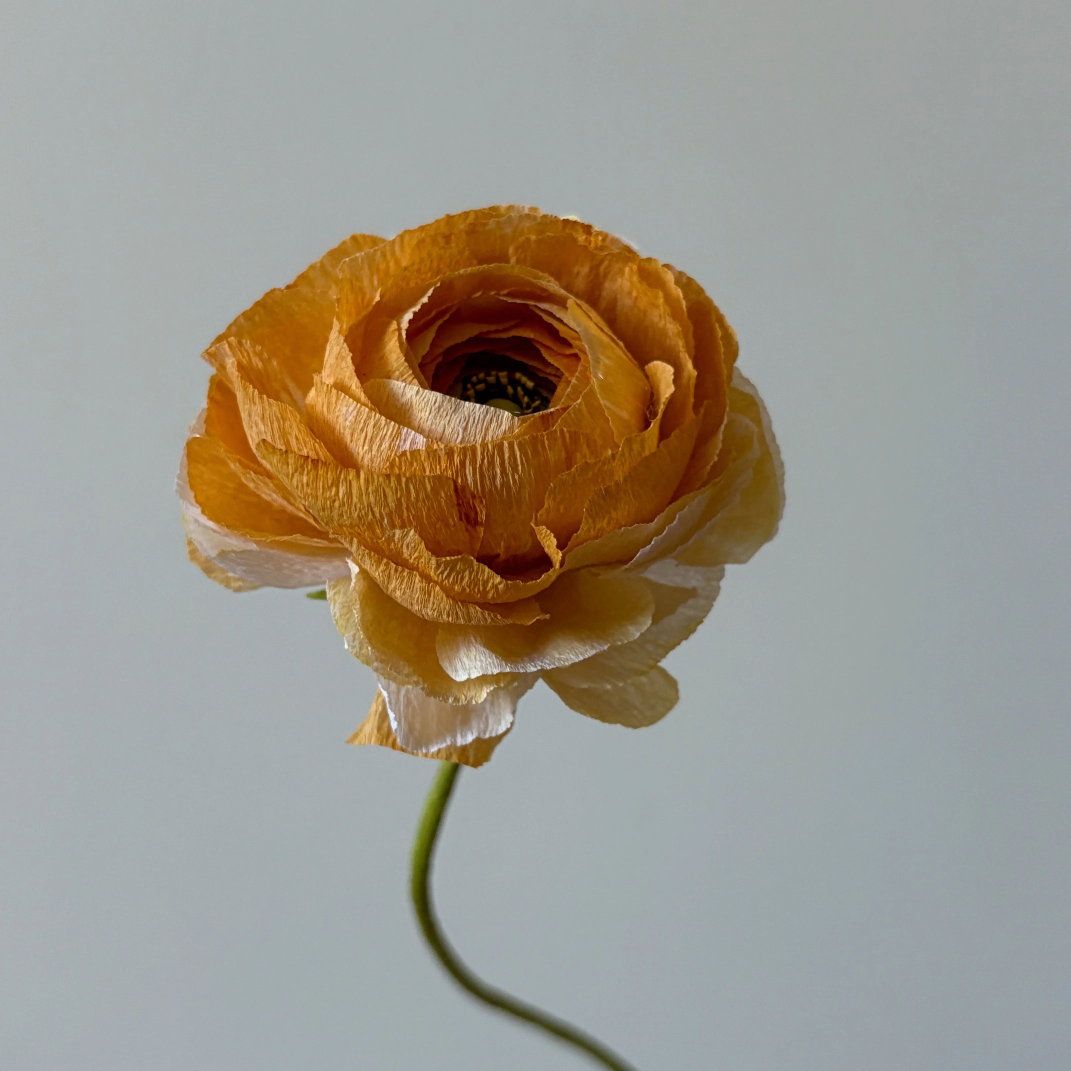 Fleur de papier Renoncule [modèles variés]