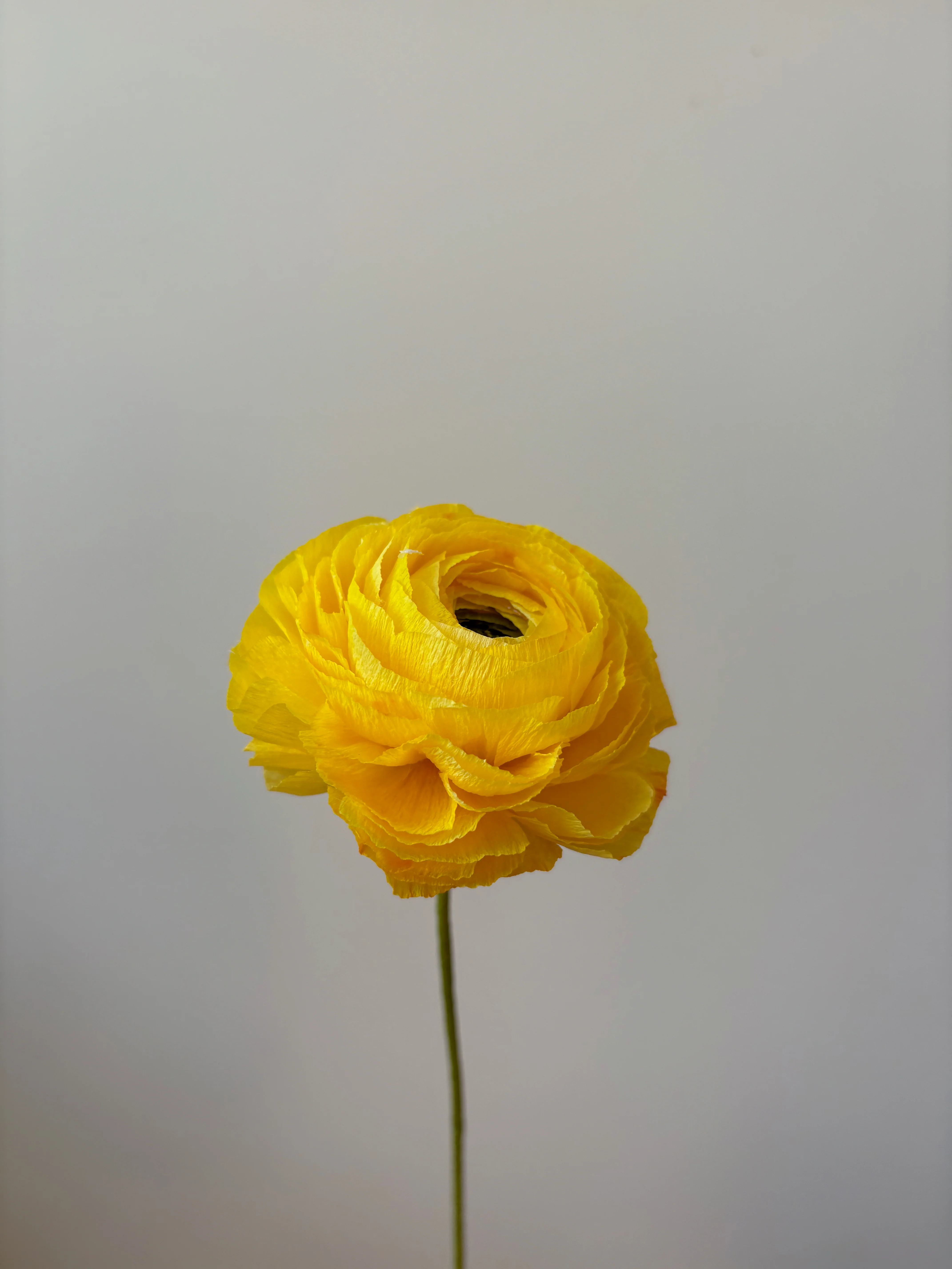 Fleur de papier Renoncule [modèles variés] - Image 11