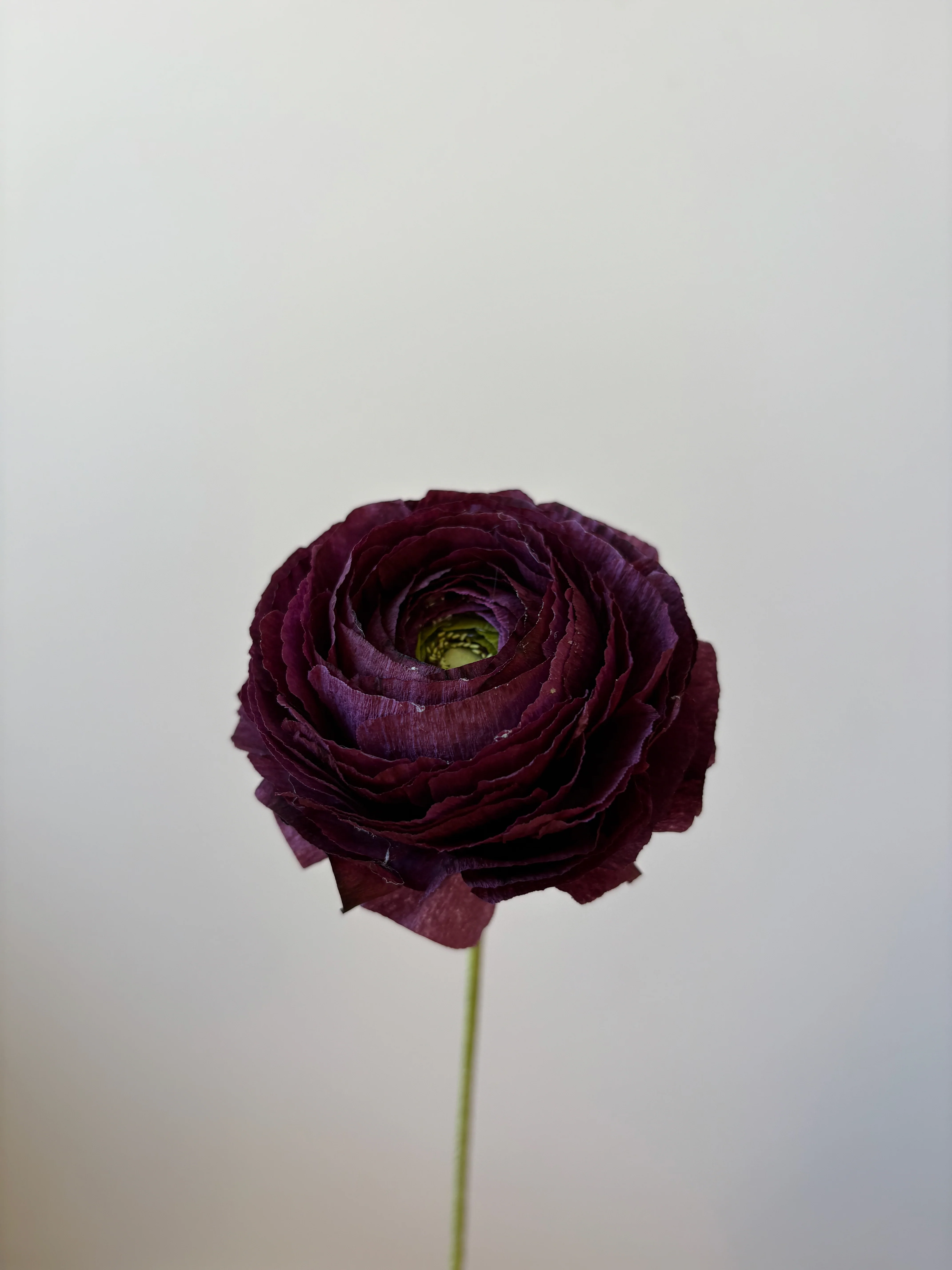 Fleur de papier Renoncule [modèles variés] - Image 12