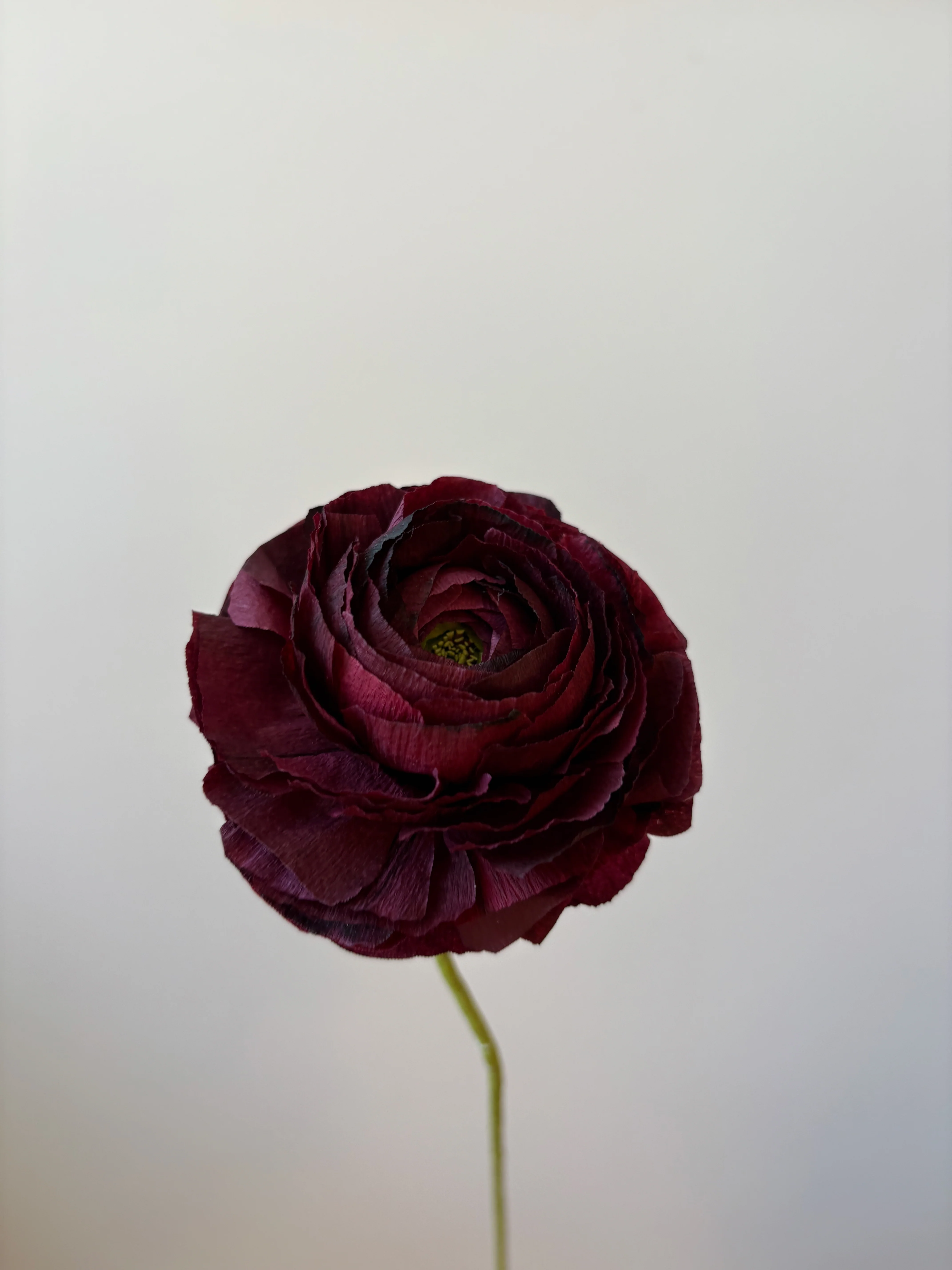 Fleur de papier Renoncule [modèles variés] - Image 13