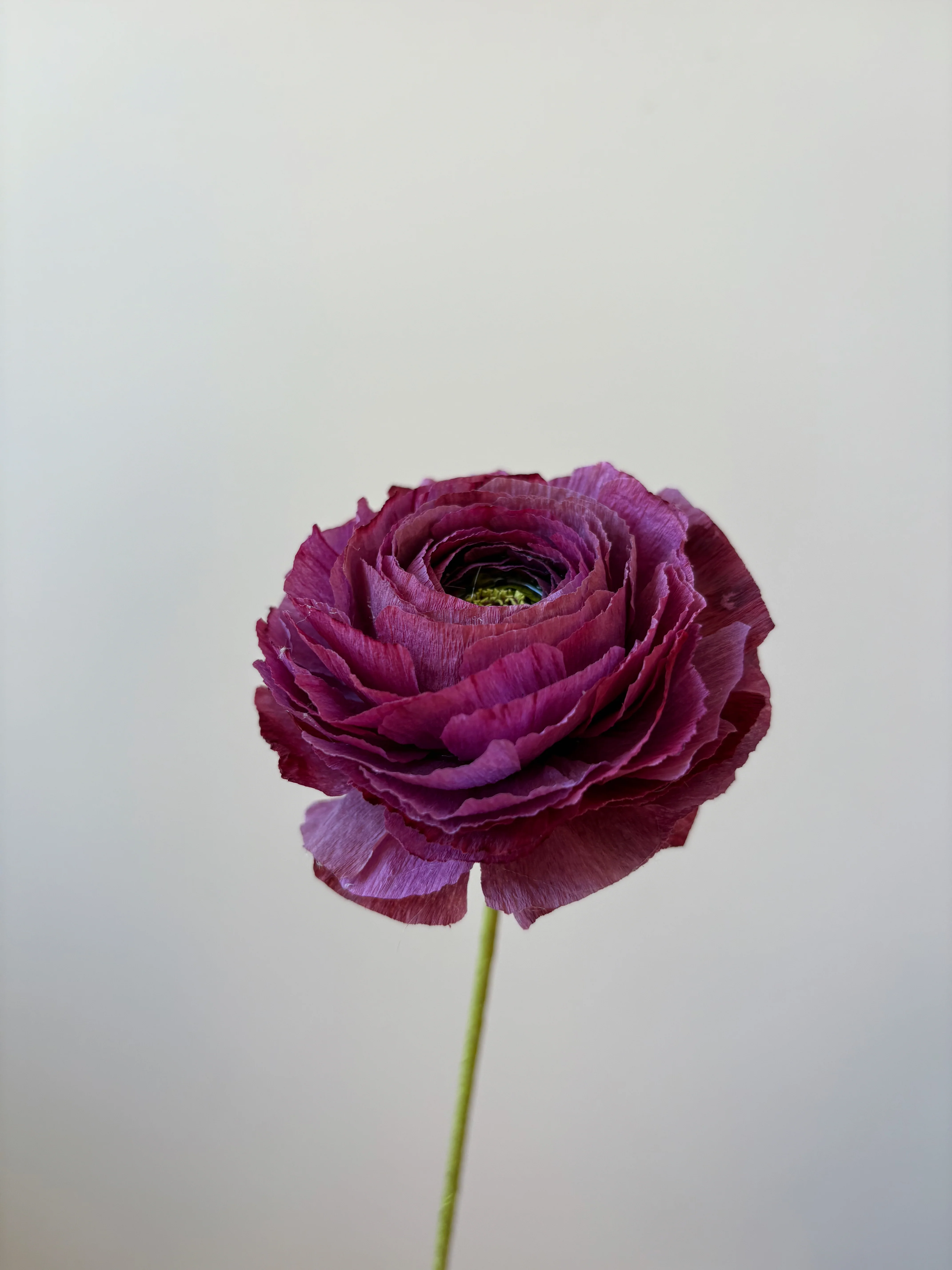 Fleur de papier Renoncule [modèles variés] - Image 14