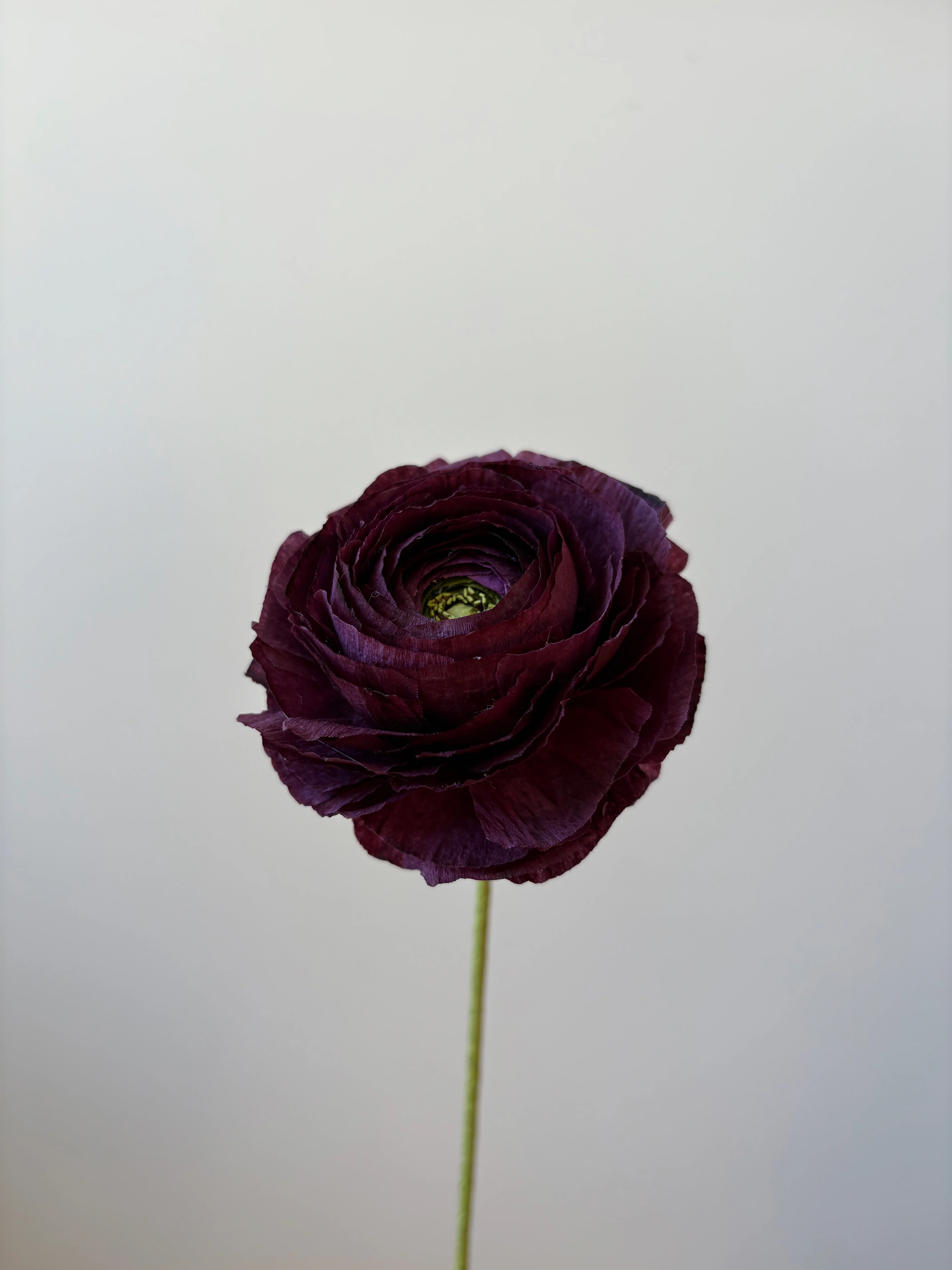Fleur de papier Renoncule [modèles variés] - Image 15