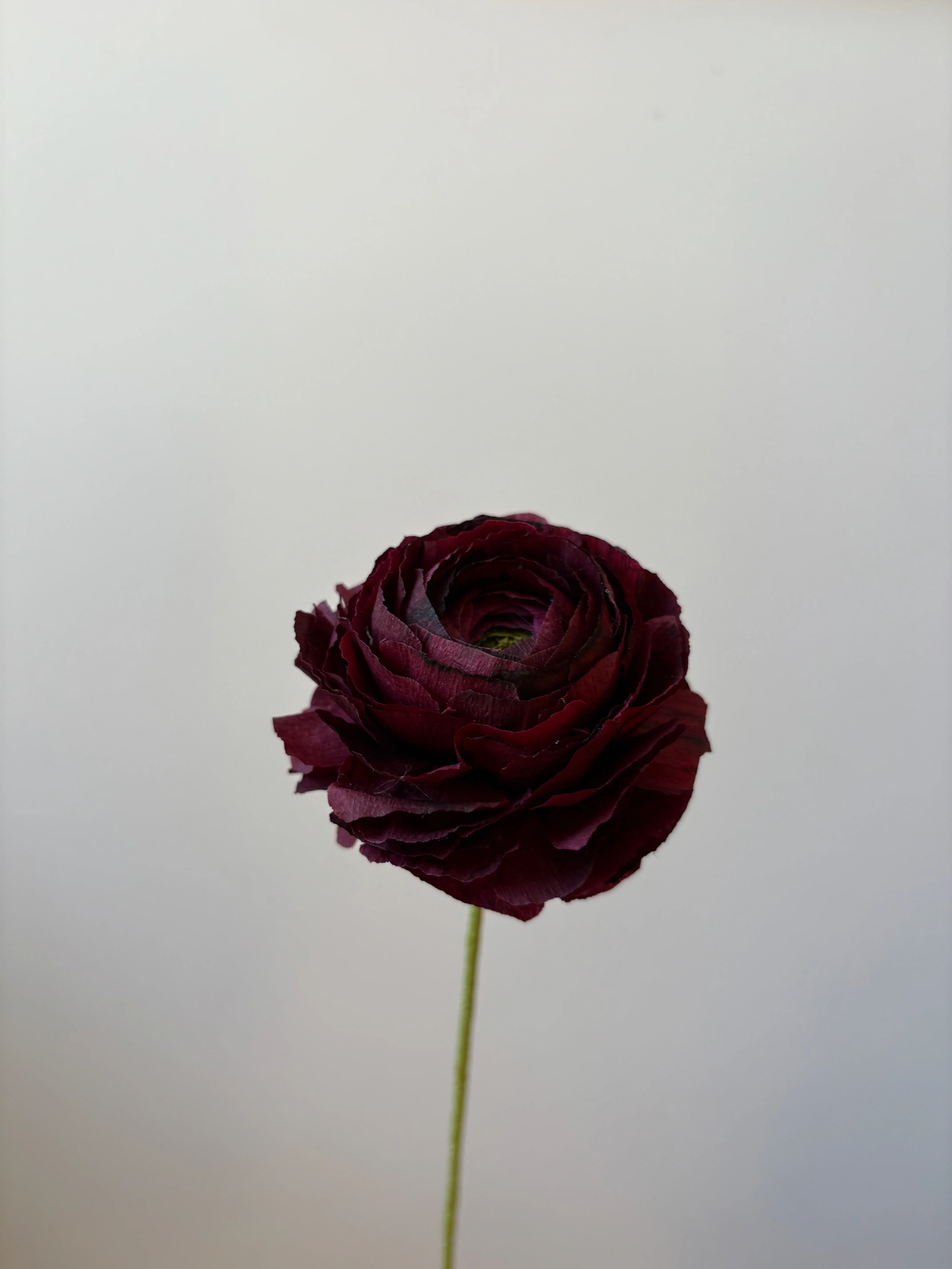 Fleur de papier Renoncule [modèles variés] - Image 16