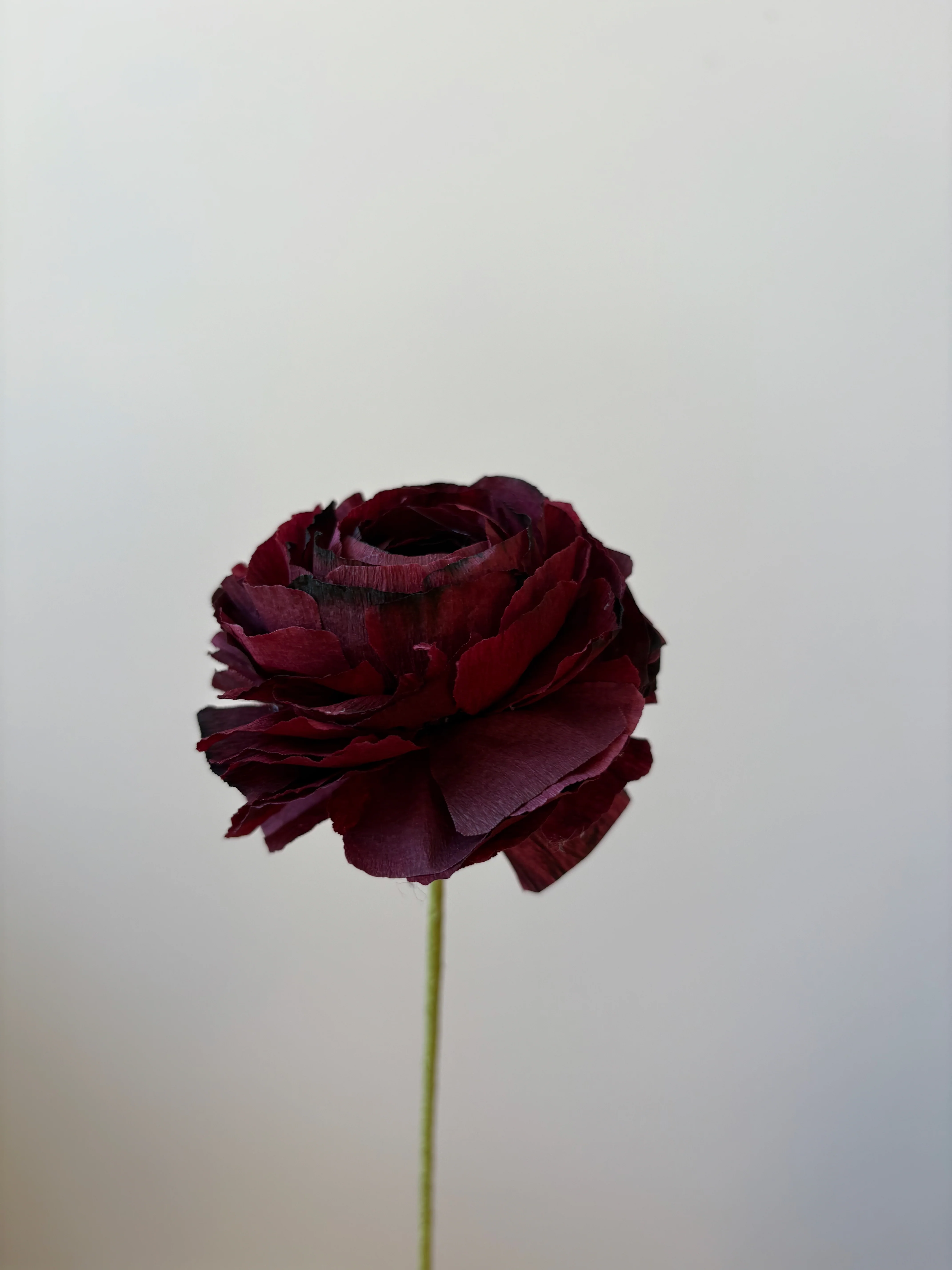 Fleur de papier Renoncule [modèles variés] - Image 17