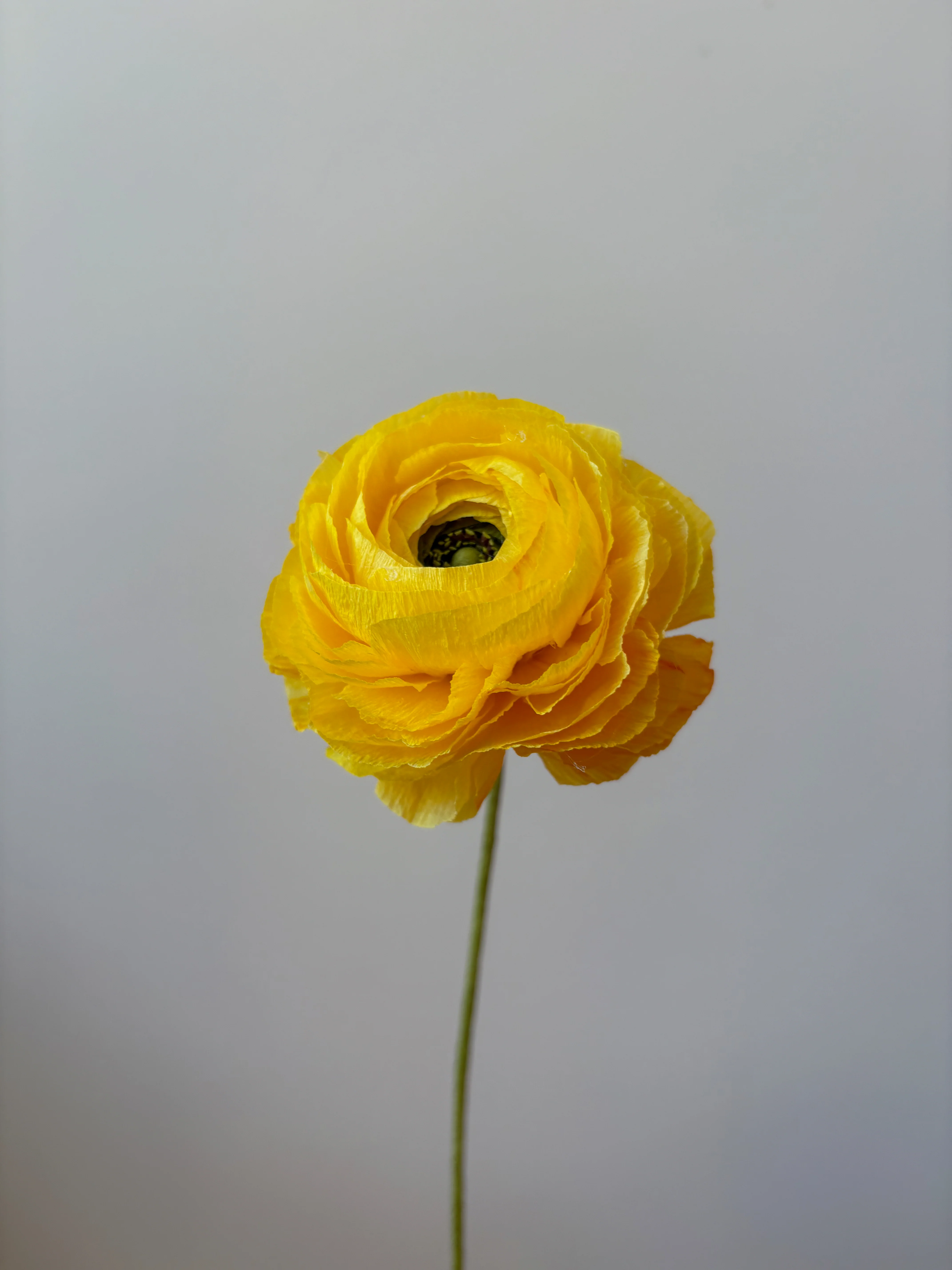 Fleur de papier Renoncule [modèles variés] - Image 18