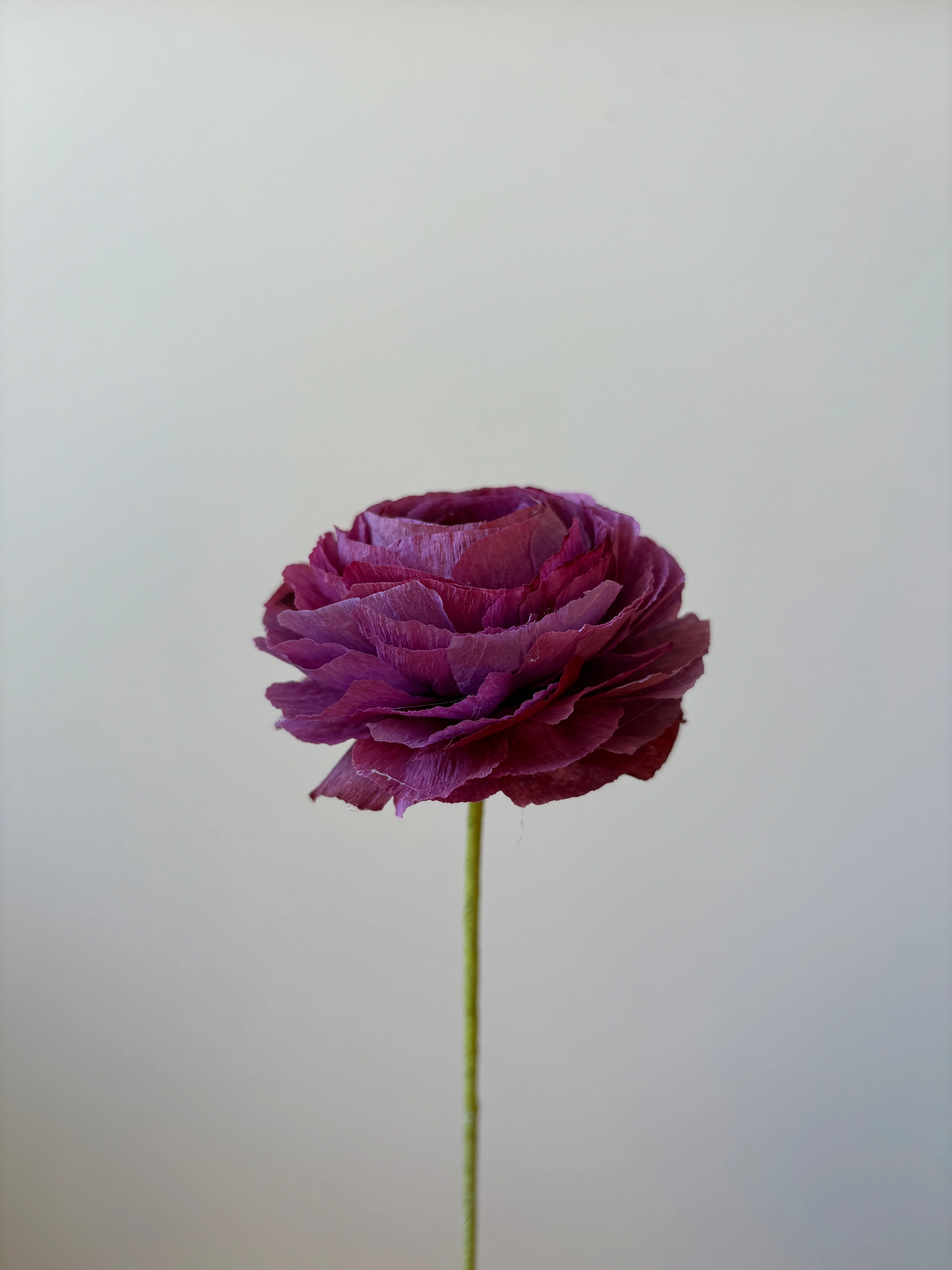 Fleur de papier Renoncule [modèles variés] - Image 19