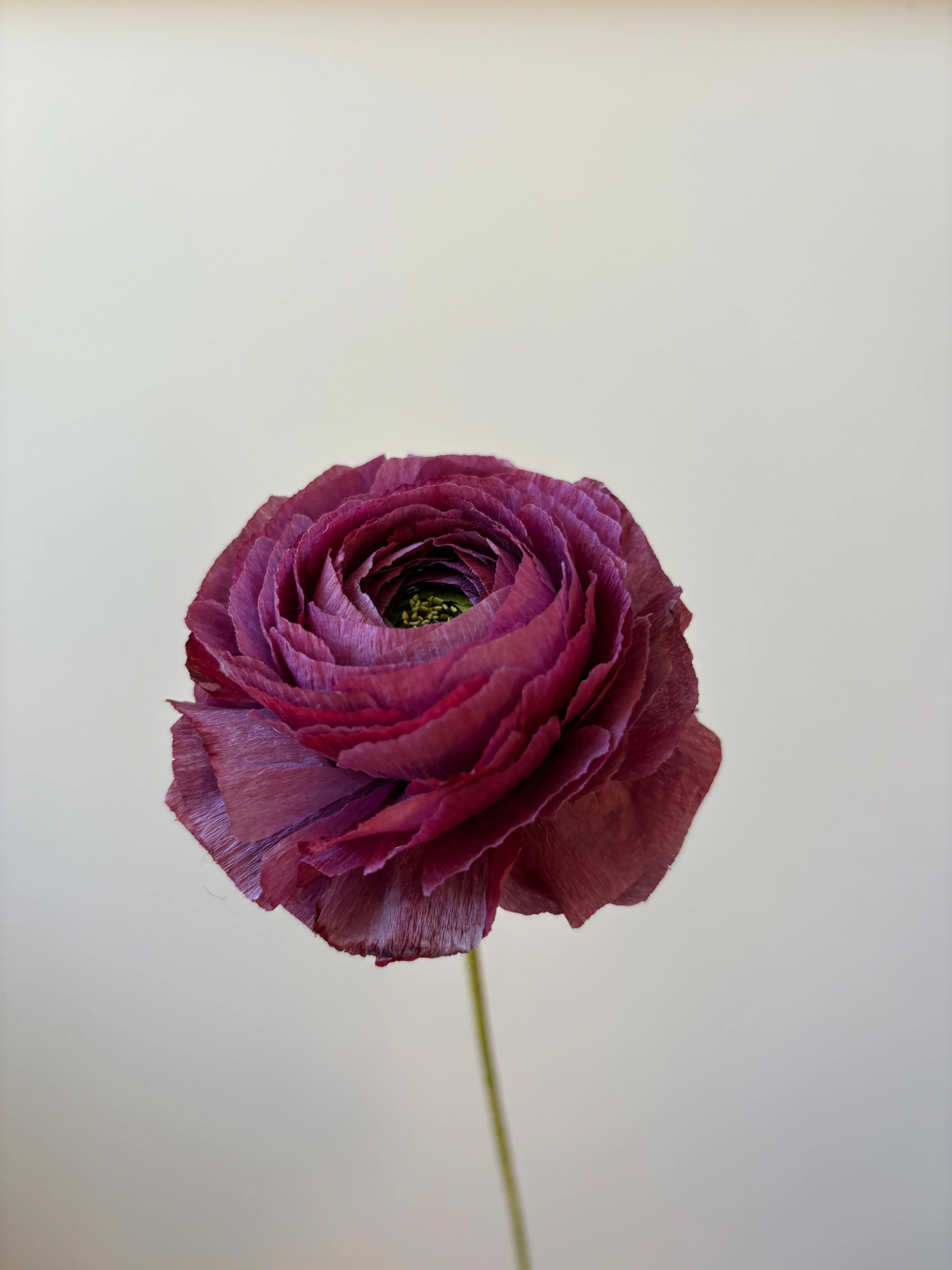 Fleur de papier Renoncule [modèles variés] - Image 20