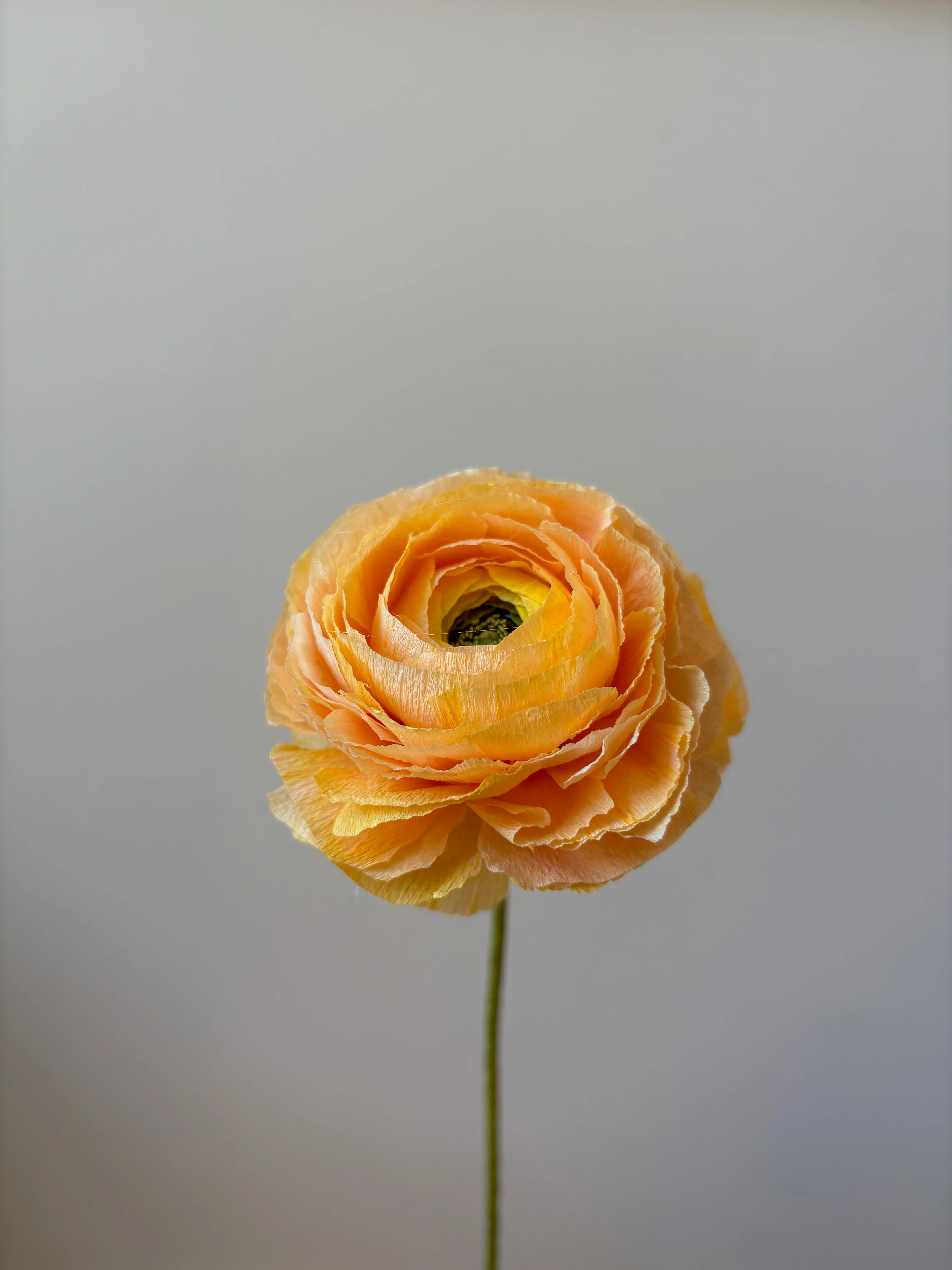 Fleur de papier Renoncule [modèles variés] - Image 21