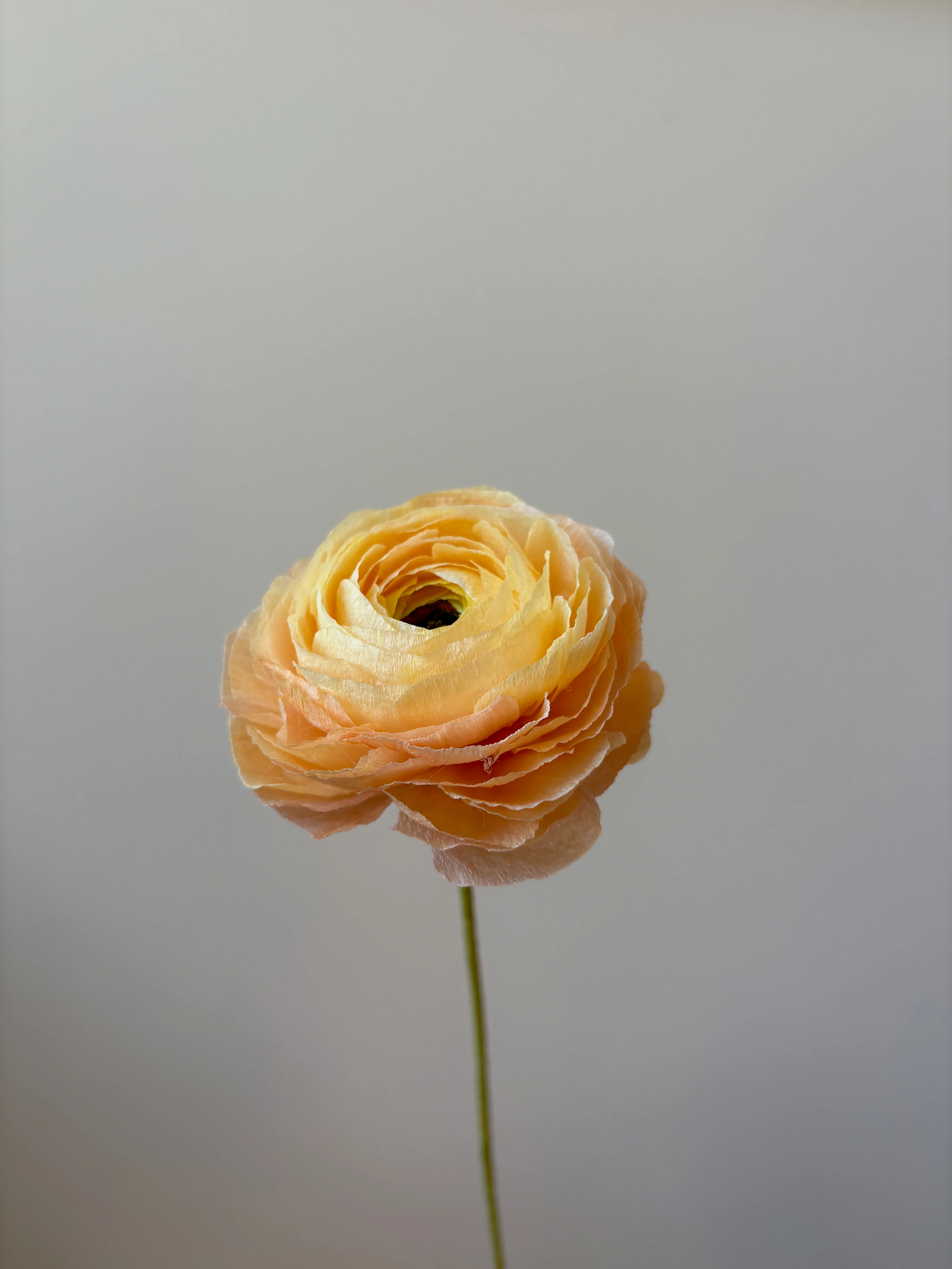 Fleur de papier Renoncule [modèles variés] - Image 22