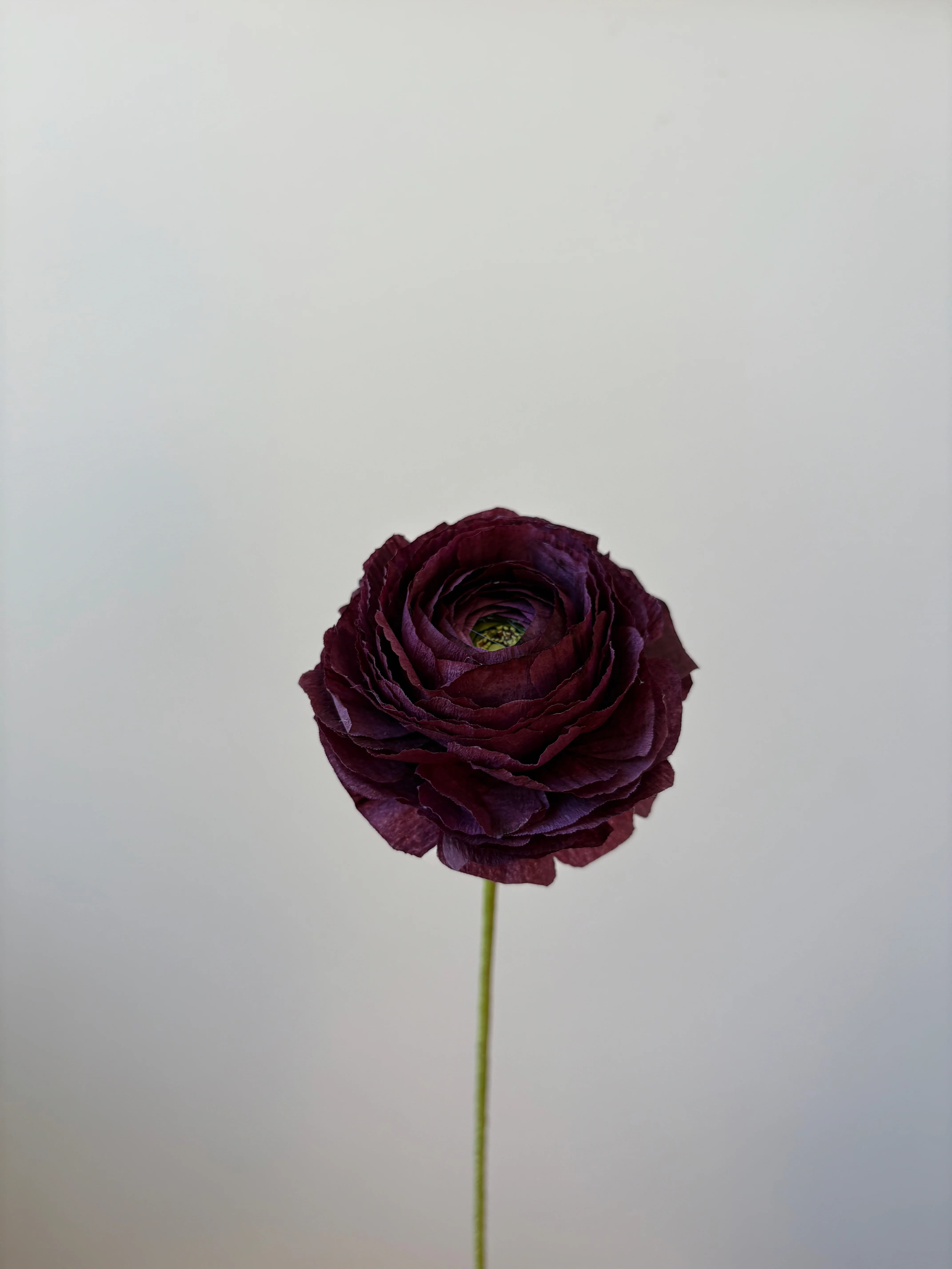 Fleur de papier Renoncule [modèles variés] - Image 23