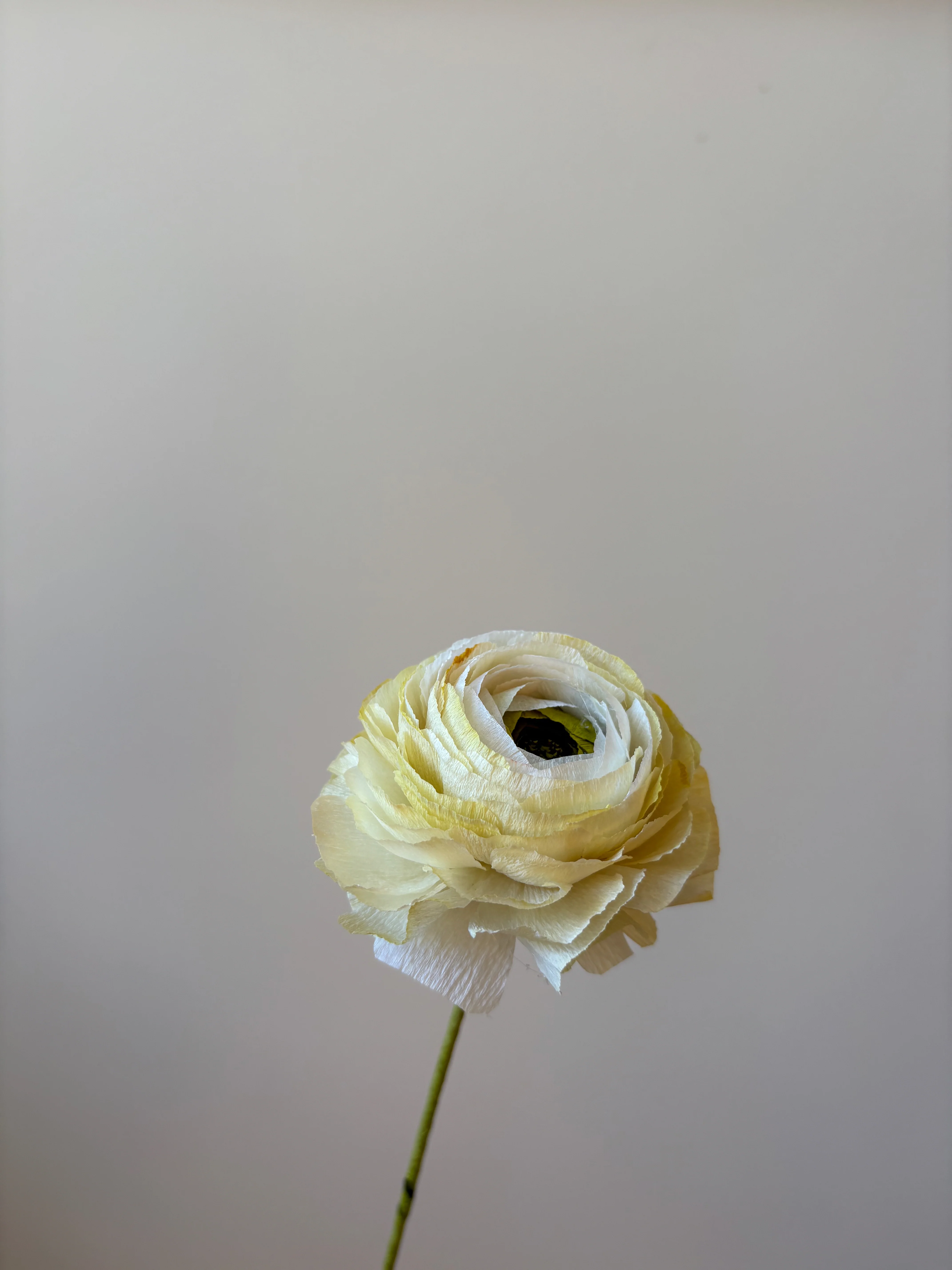 Fleur de papier Renoncule [modèles variés] - Image 24