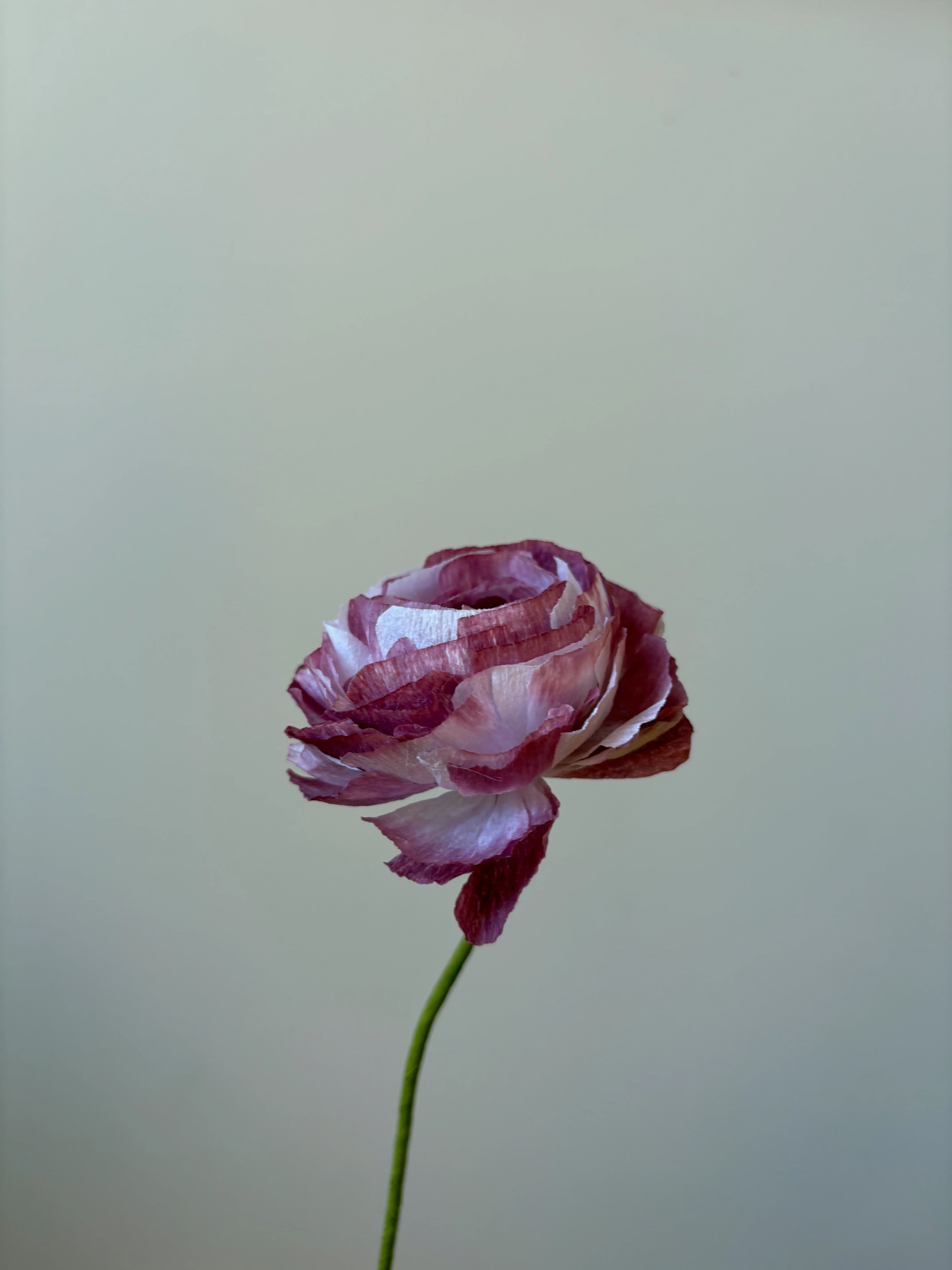 Fleur de papier Renoncule [modèles variés] - Image 25