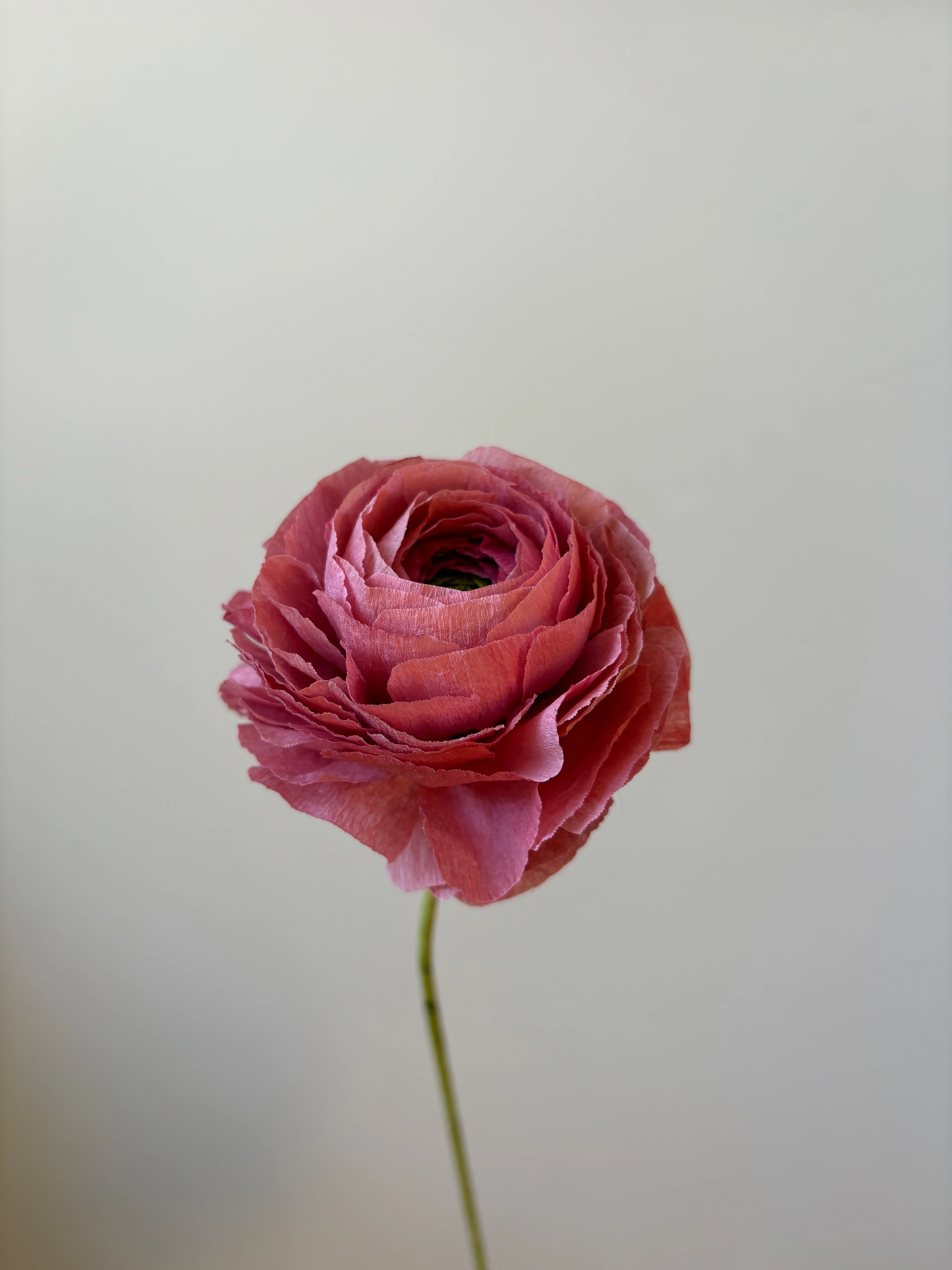 Fleur de papier Renoncule [modèles variés] - Image 26