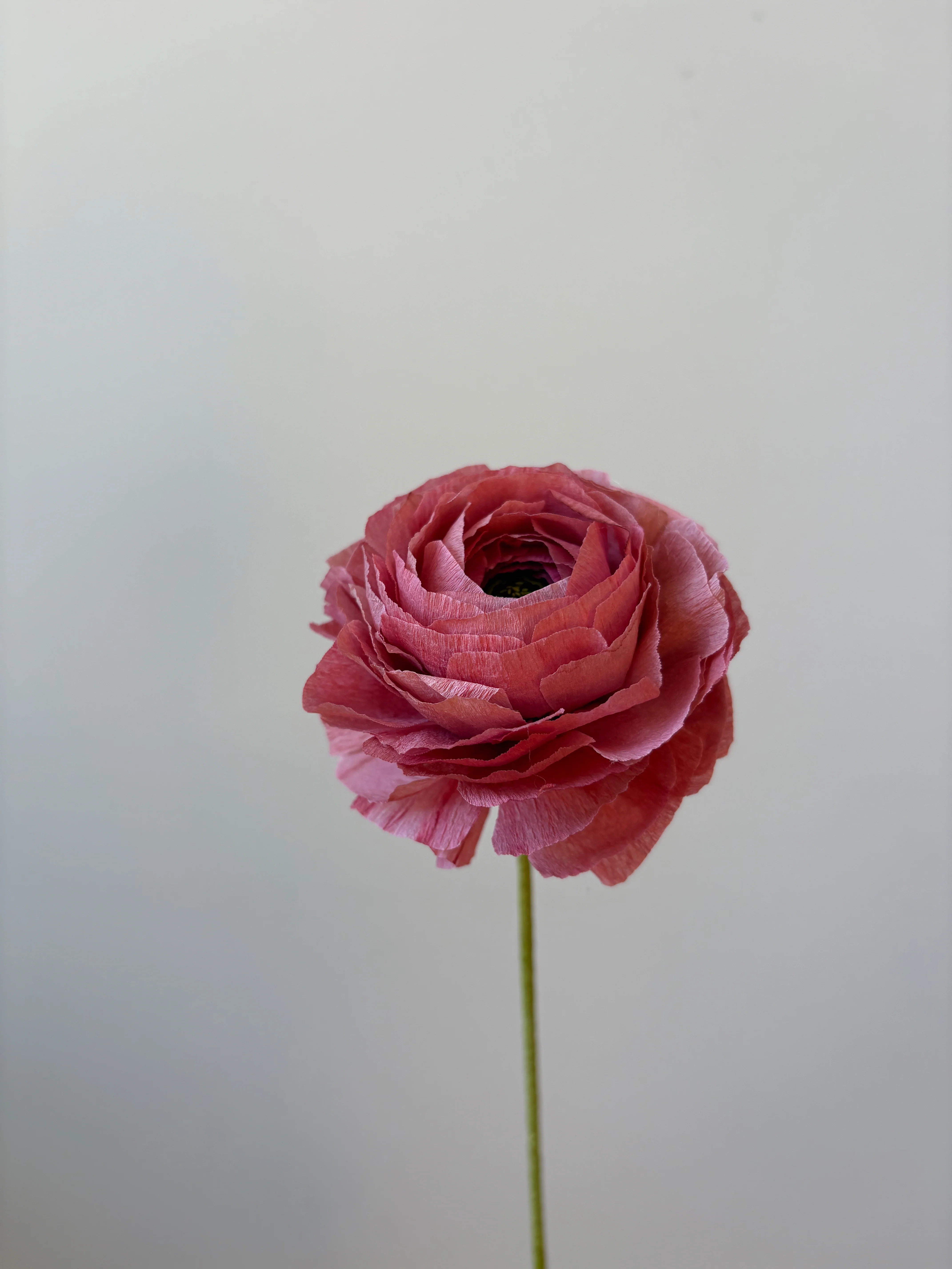 Fleur de papier Renoncule [modèles variés] - Image 27