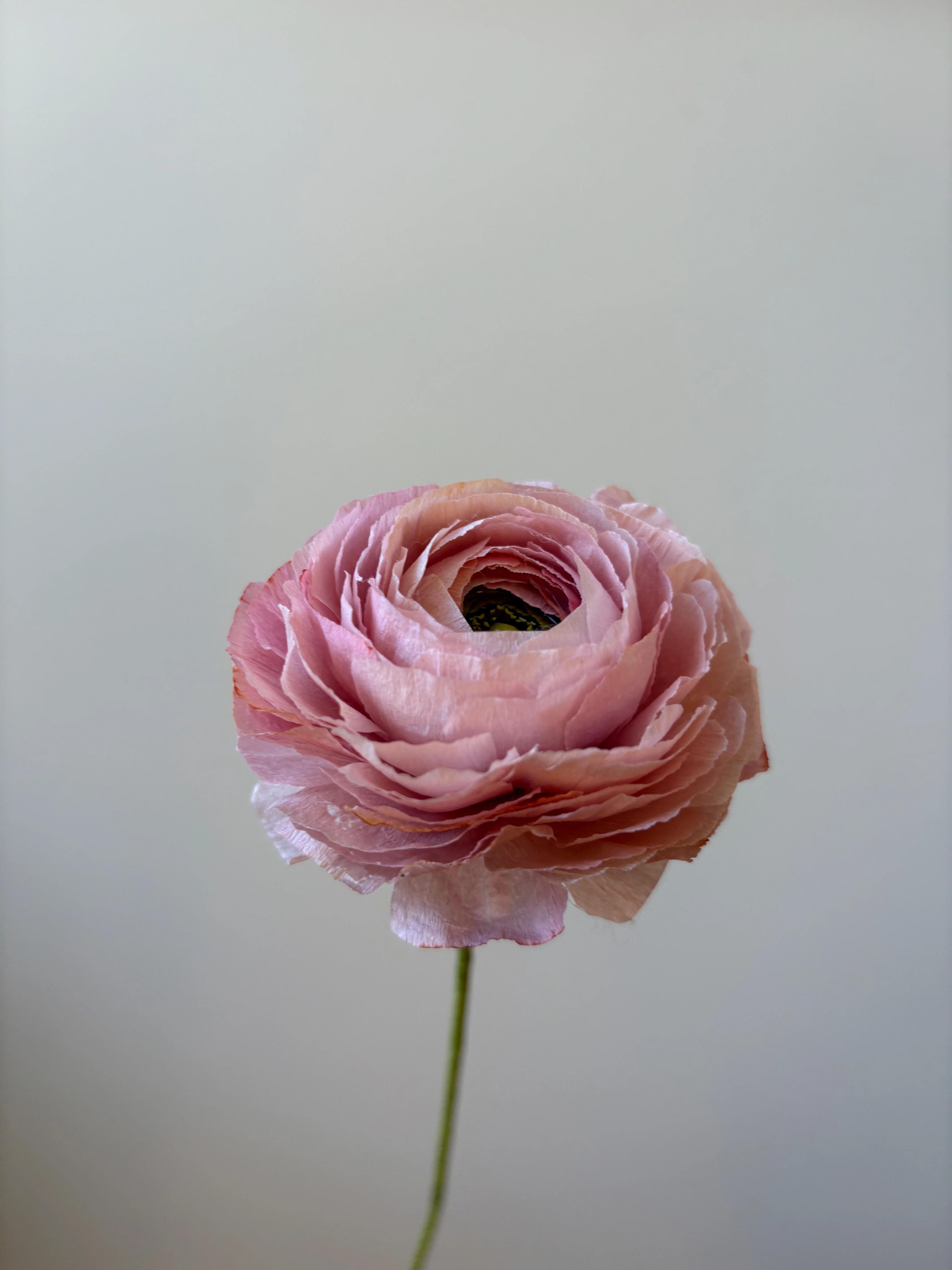 Fleur de papier Renoncule [modèles variés] - Image 28