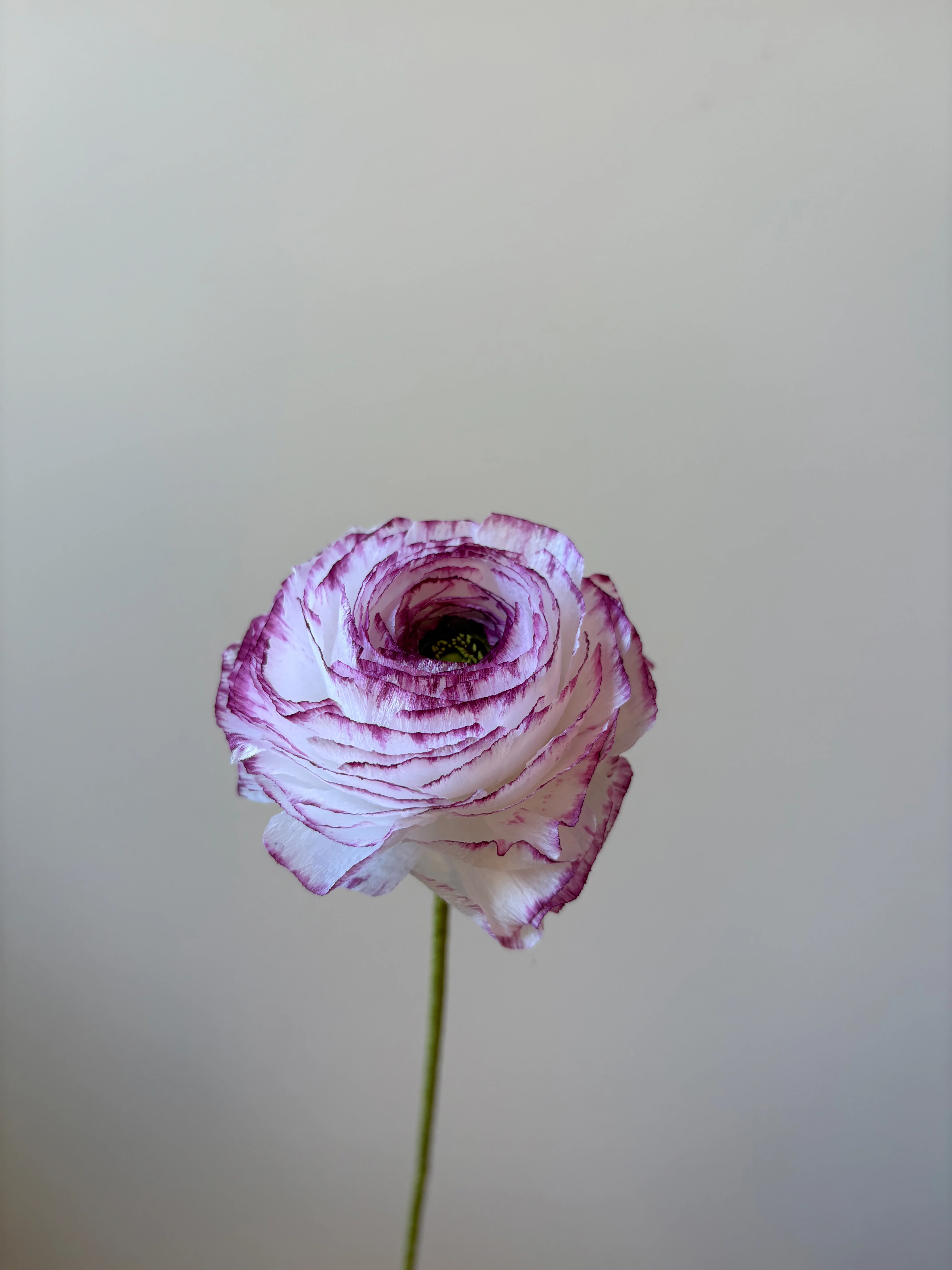 Fleur de papier Renoncule [modèles variés] - Image 29
