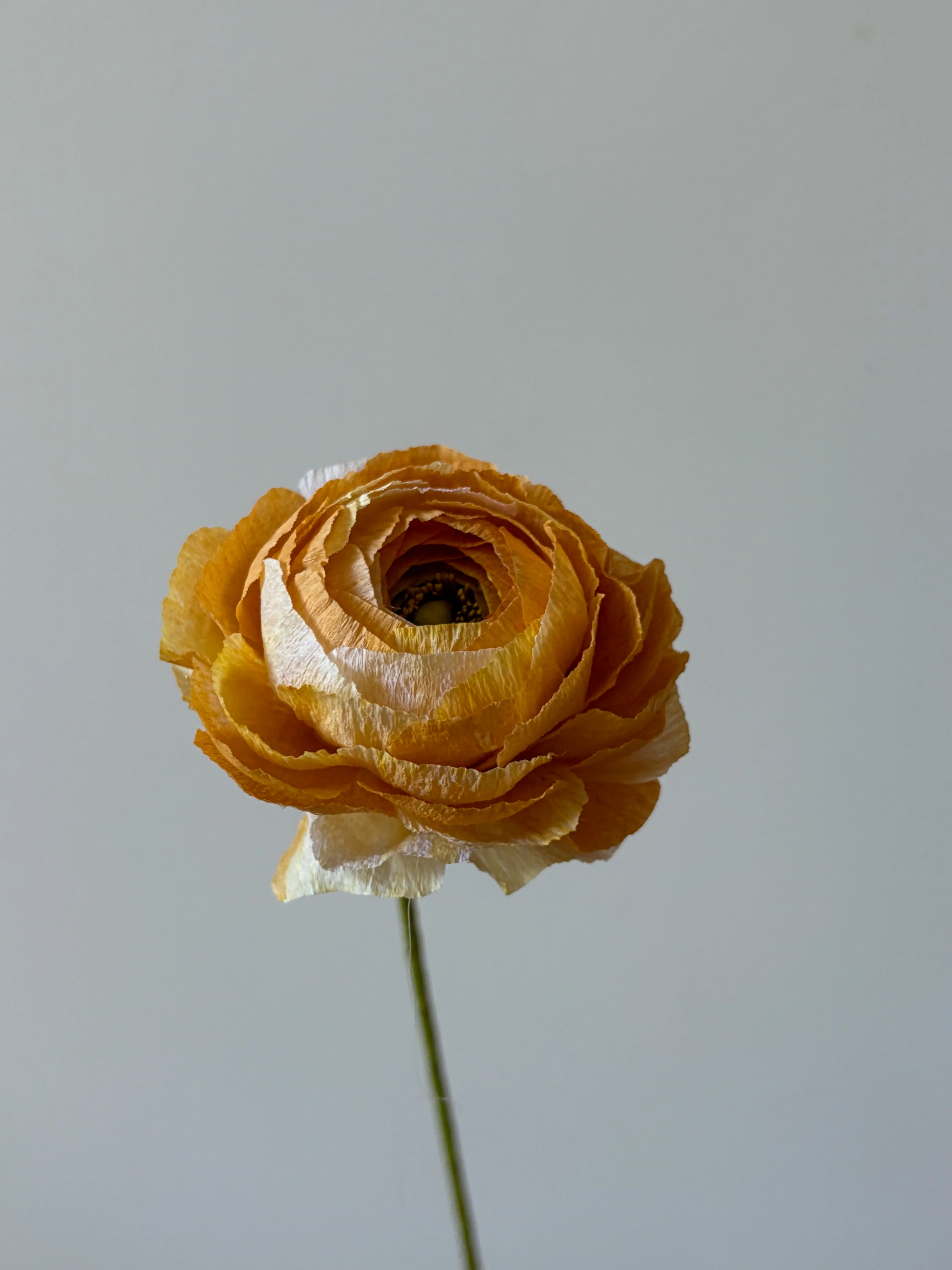 Fleur de papier Renoncule [modèles variés] - Image 3