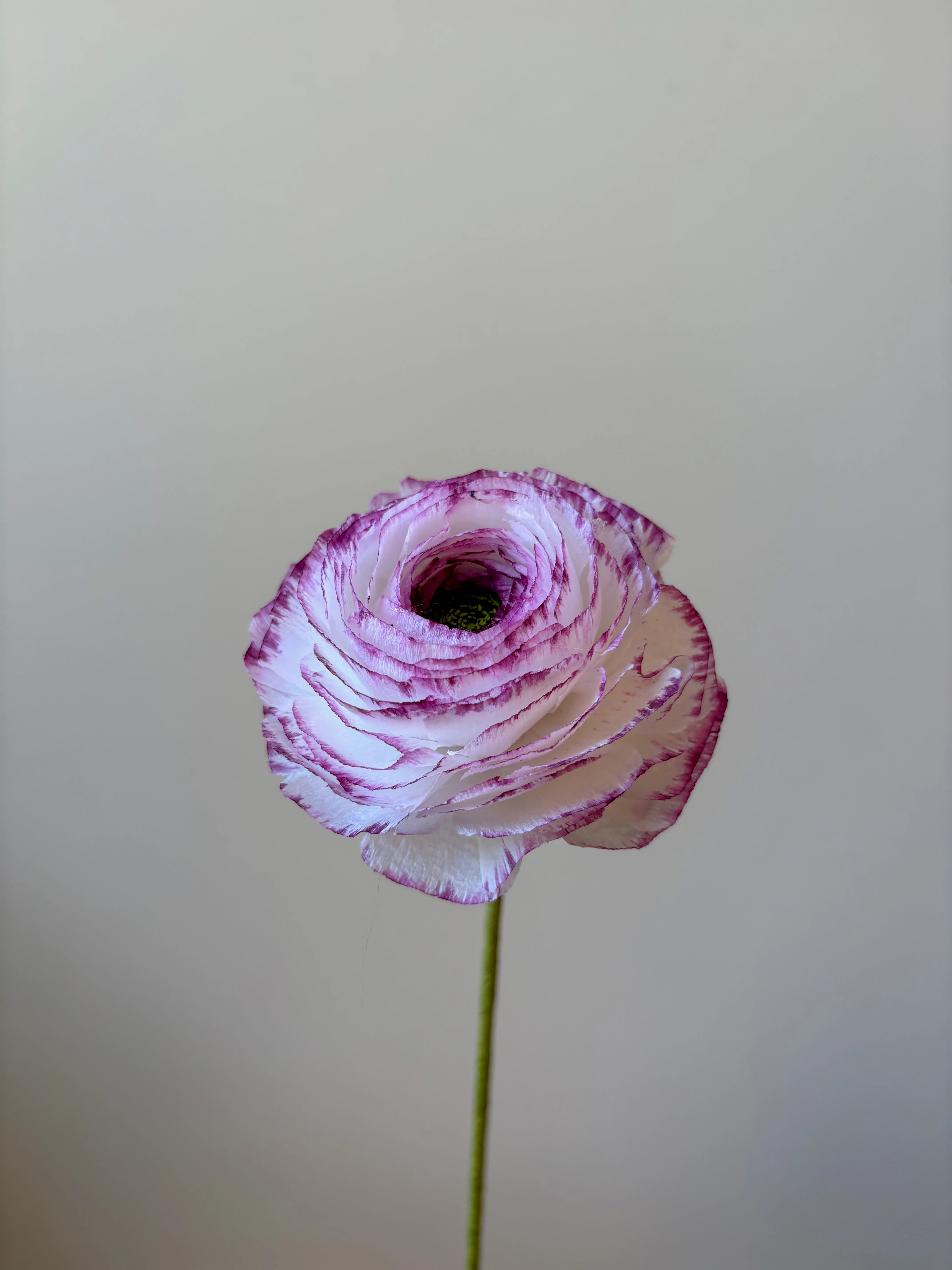 Fleur de papier Renoncule [modèles variés] - Image 5
