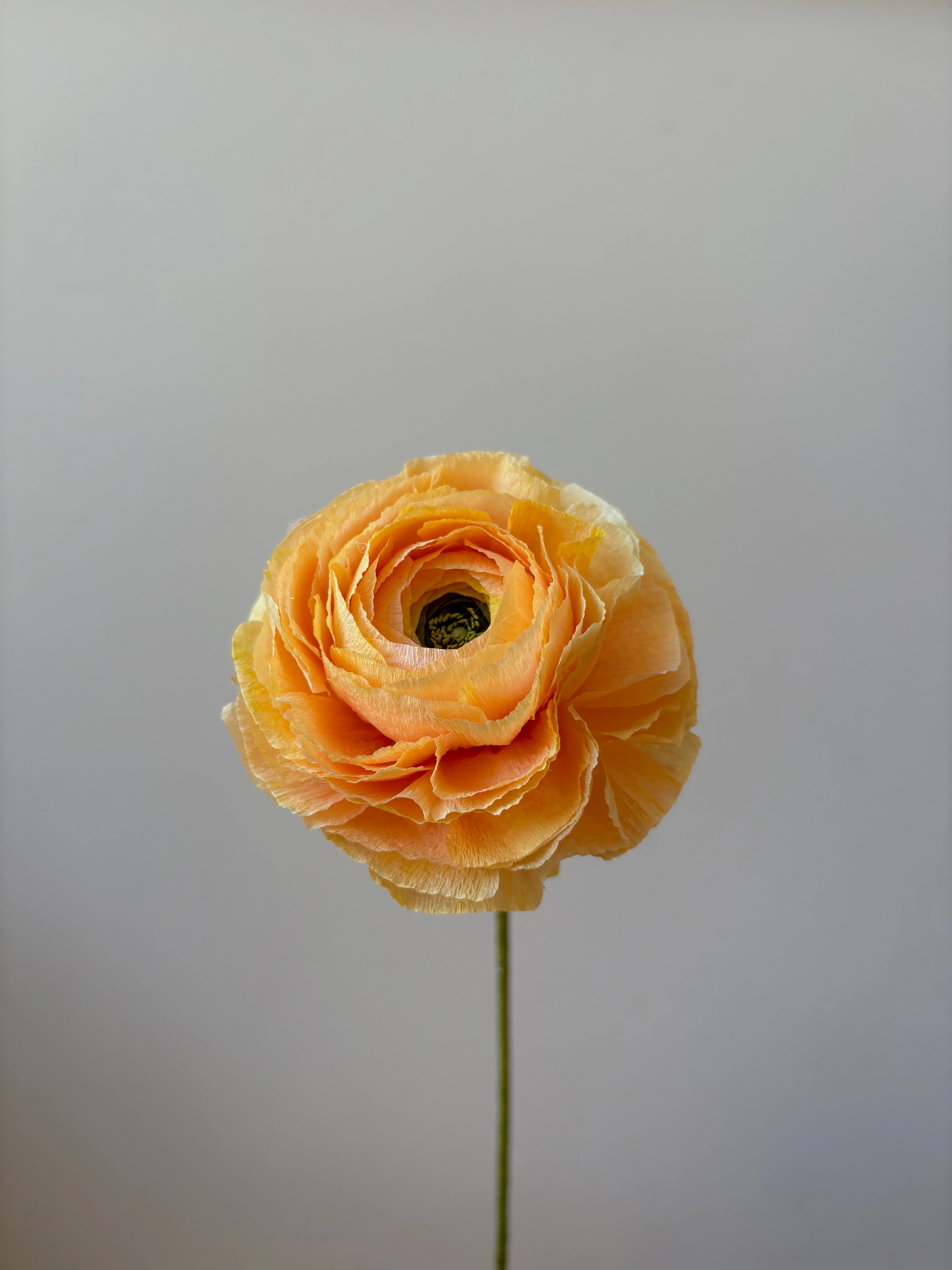 Fleur de papier Renoncule [modèles variés] - Image 6