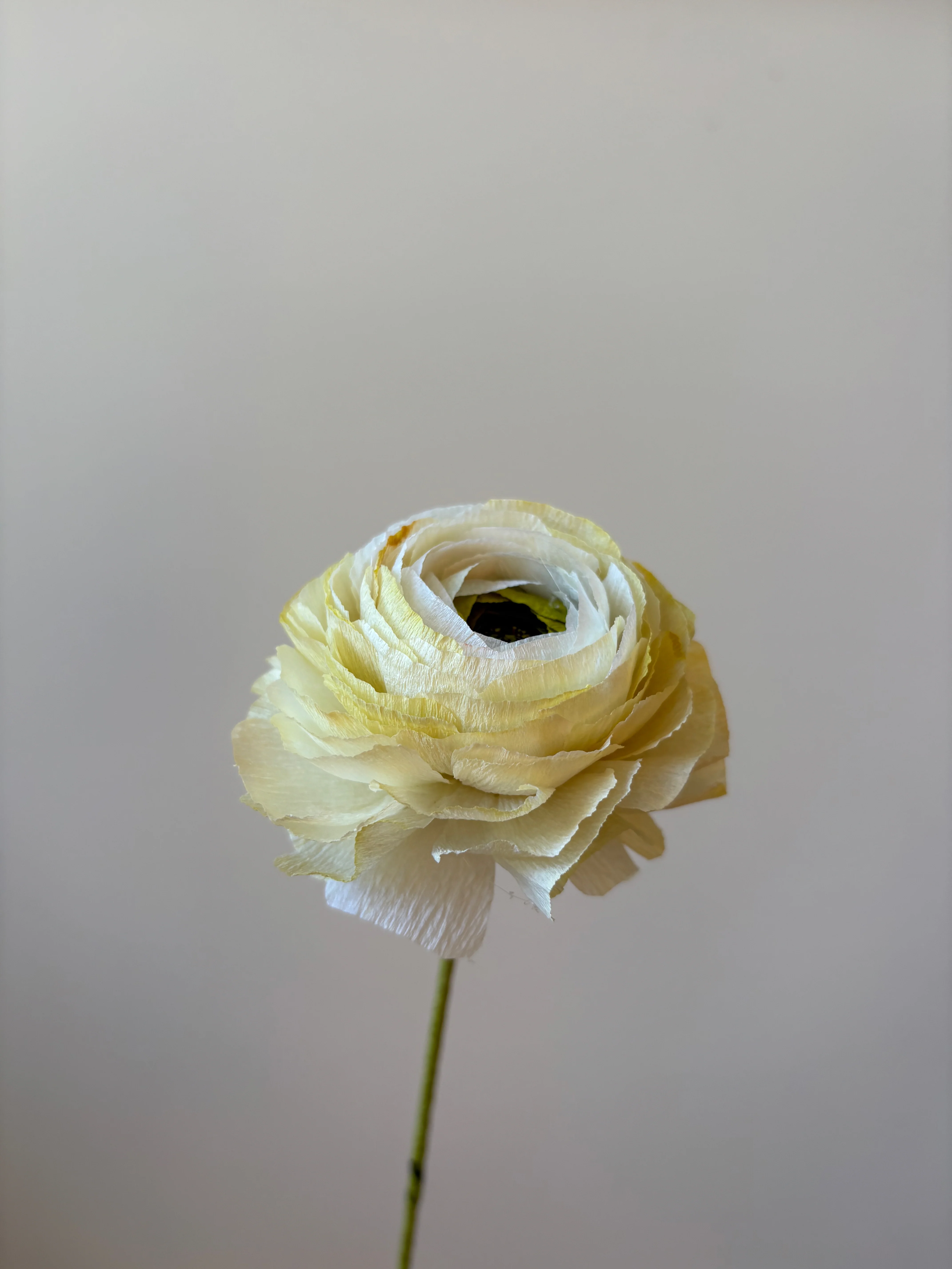 Fleur de papier Renoncule [modèles variés] - Image 7