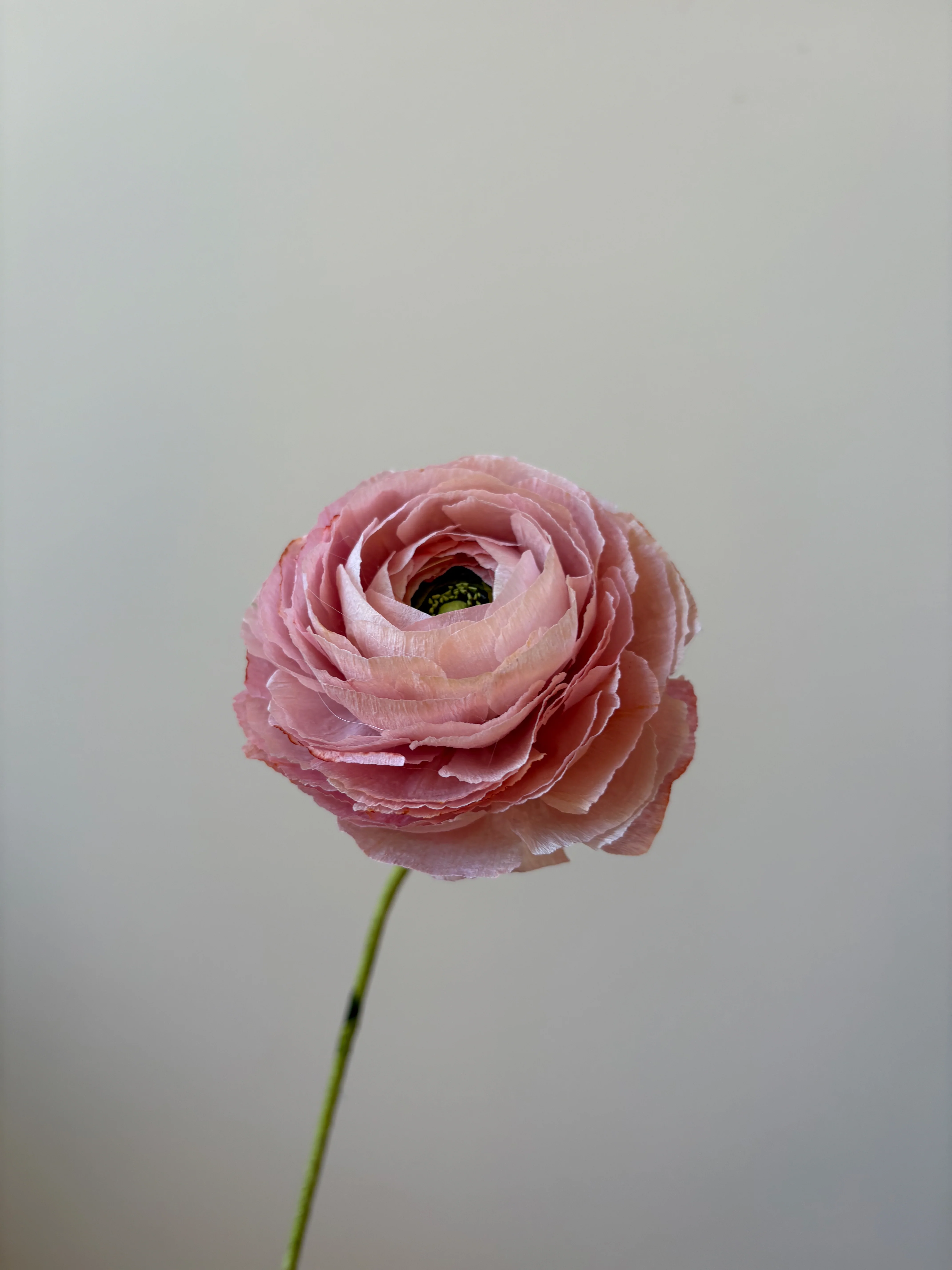 Fleur de papier Renoncule [modèles variés] - Image 8