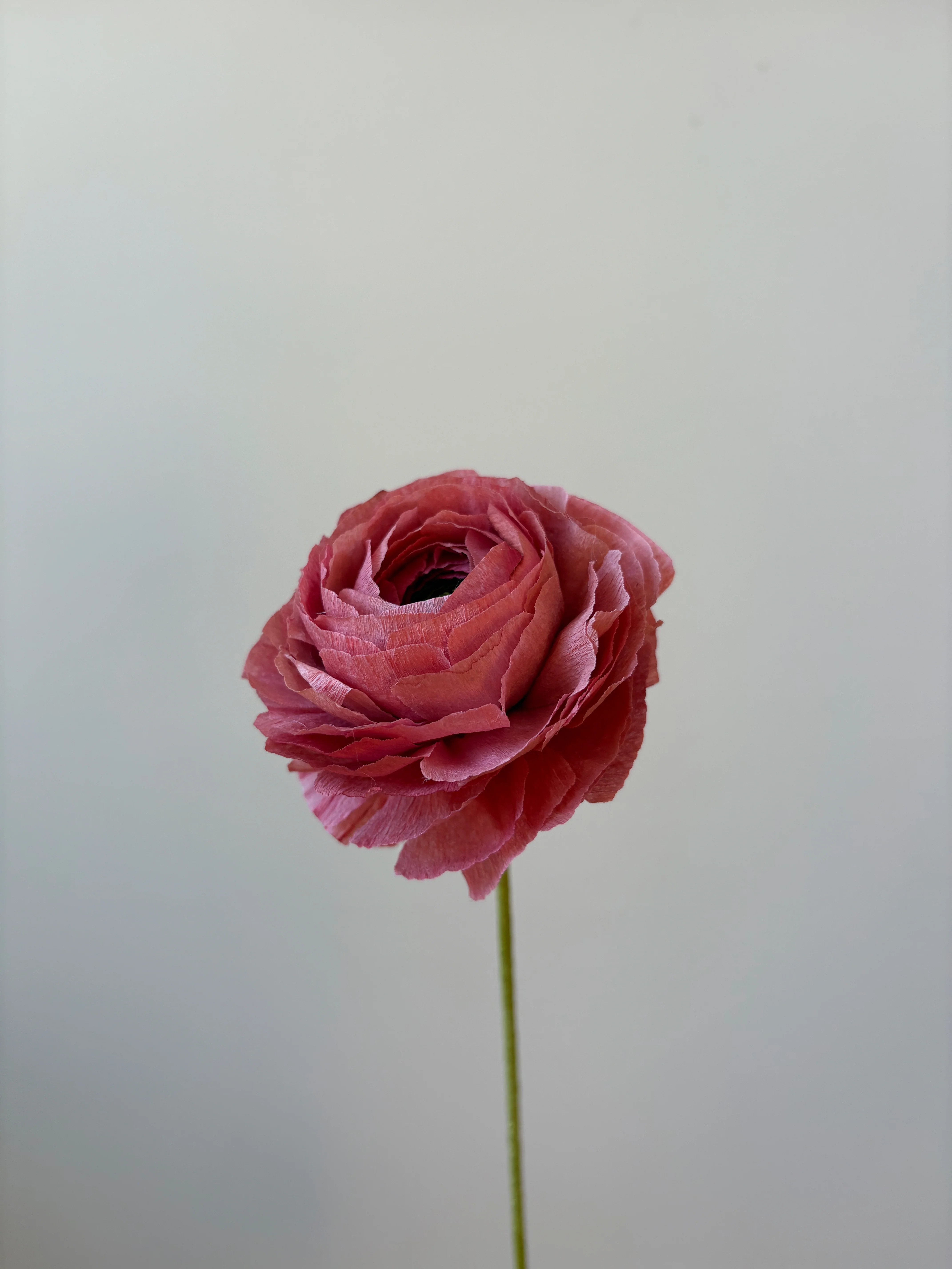Fleur de papier Renoncule [modèles variés] - Image 9