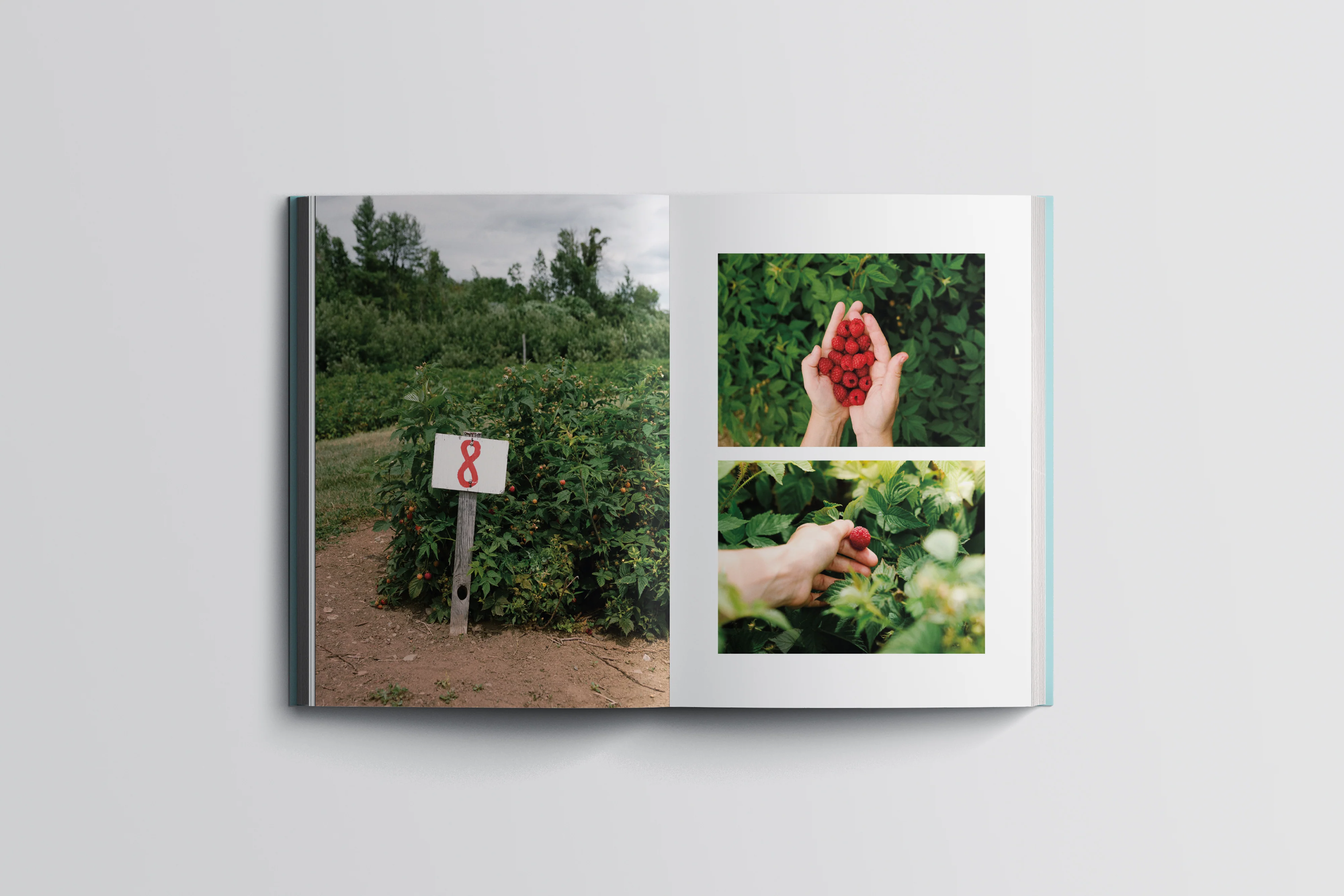 Livre de recettes végétariennes 'Abondance – Ode à nos jardins' - Image 3