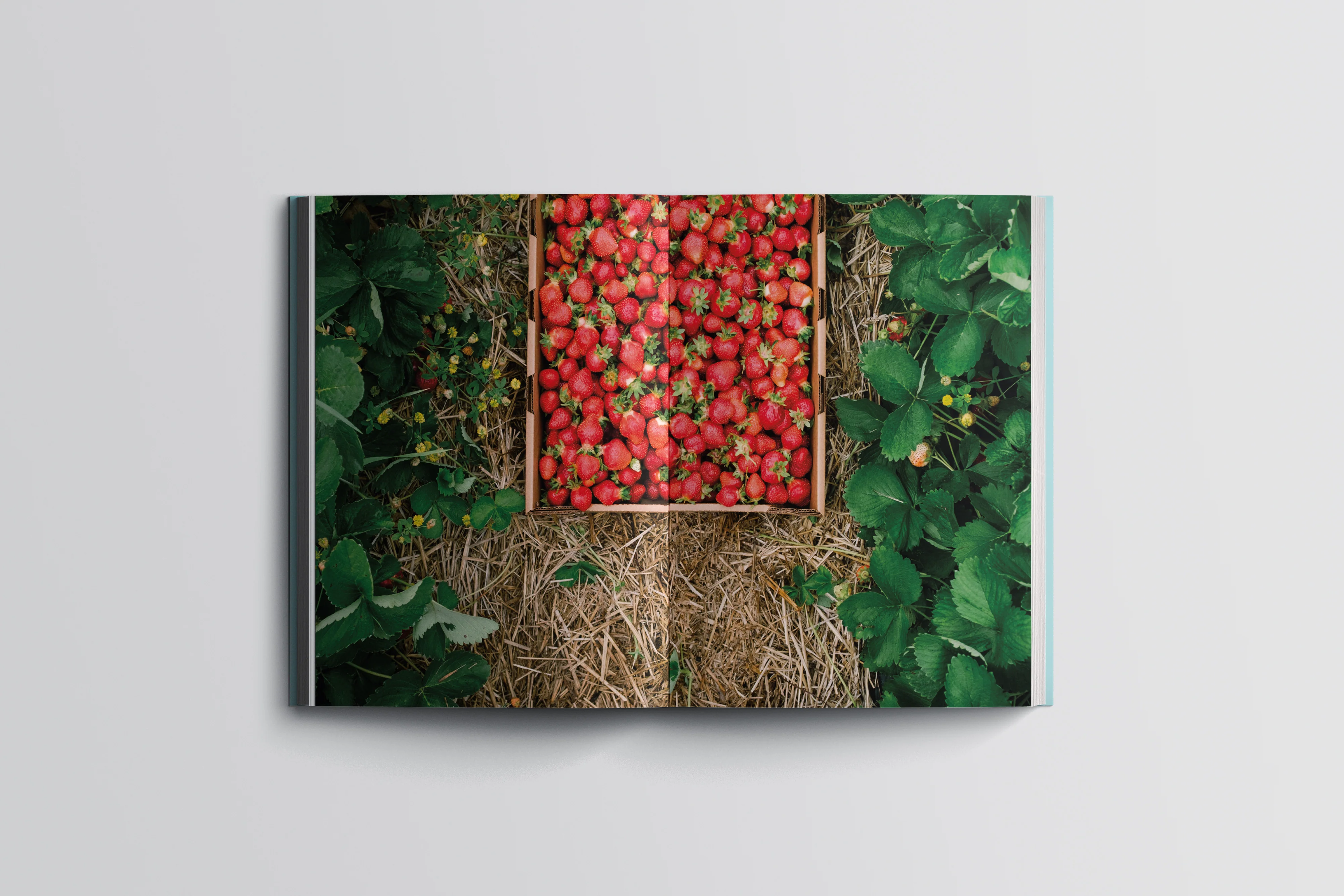 Livre de recettes végétariennes 'Abondance – Ode à nos jardins' - Image 5