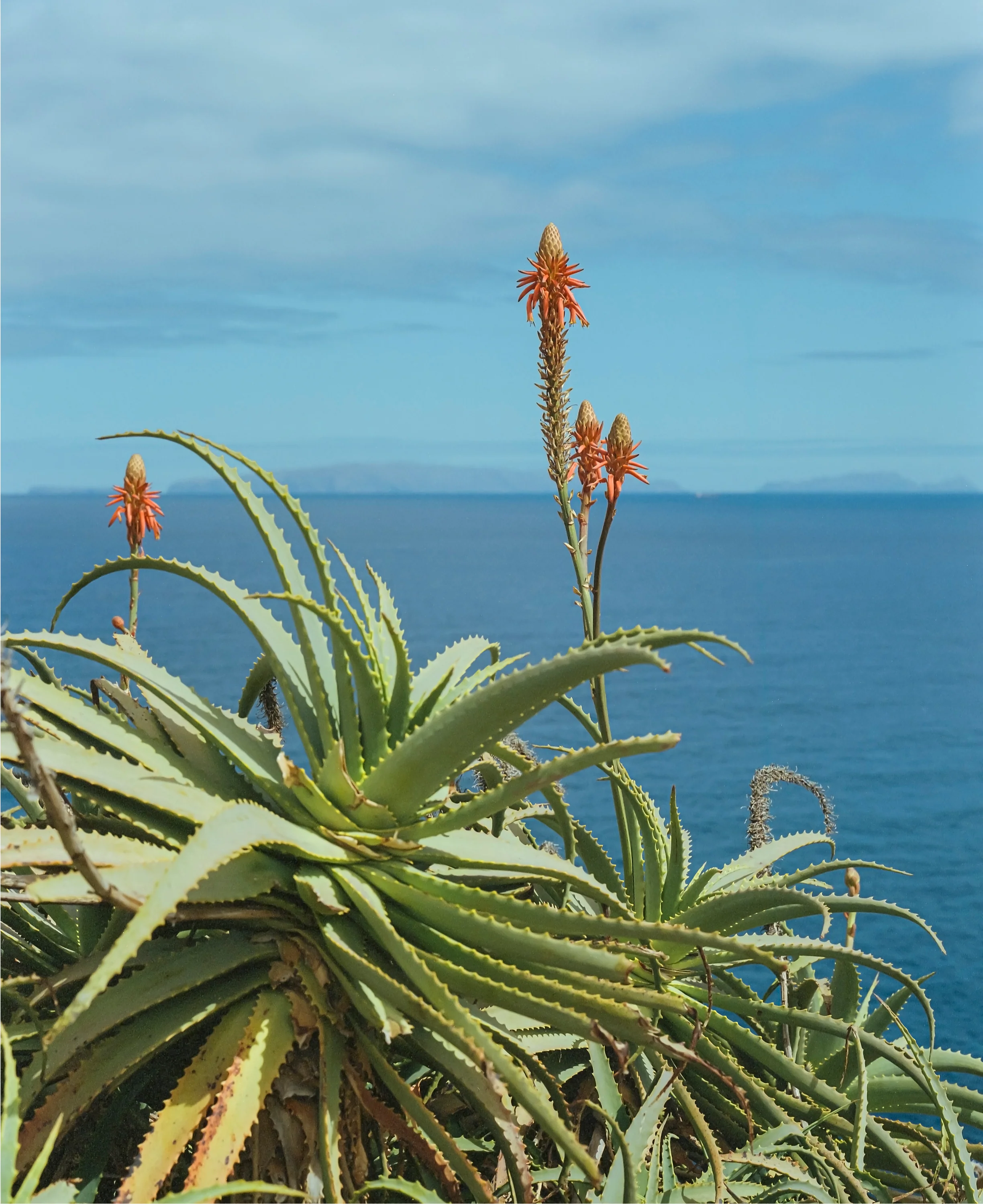 Photographie 'Orange Tropical' - Image 2