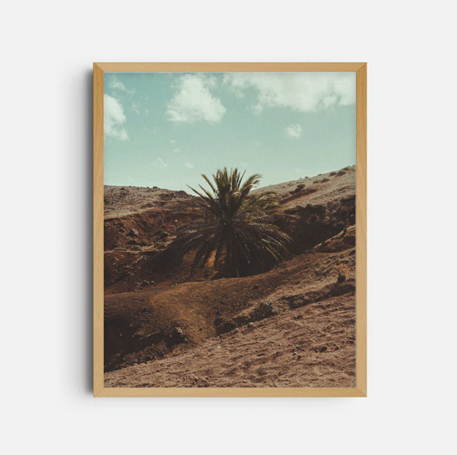 Photographie 'Un palmier au milieu'