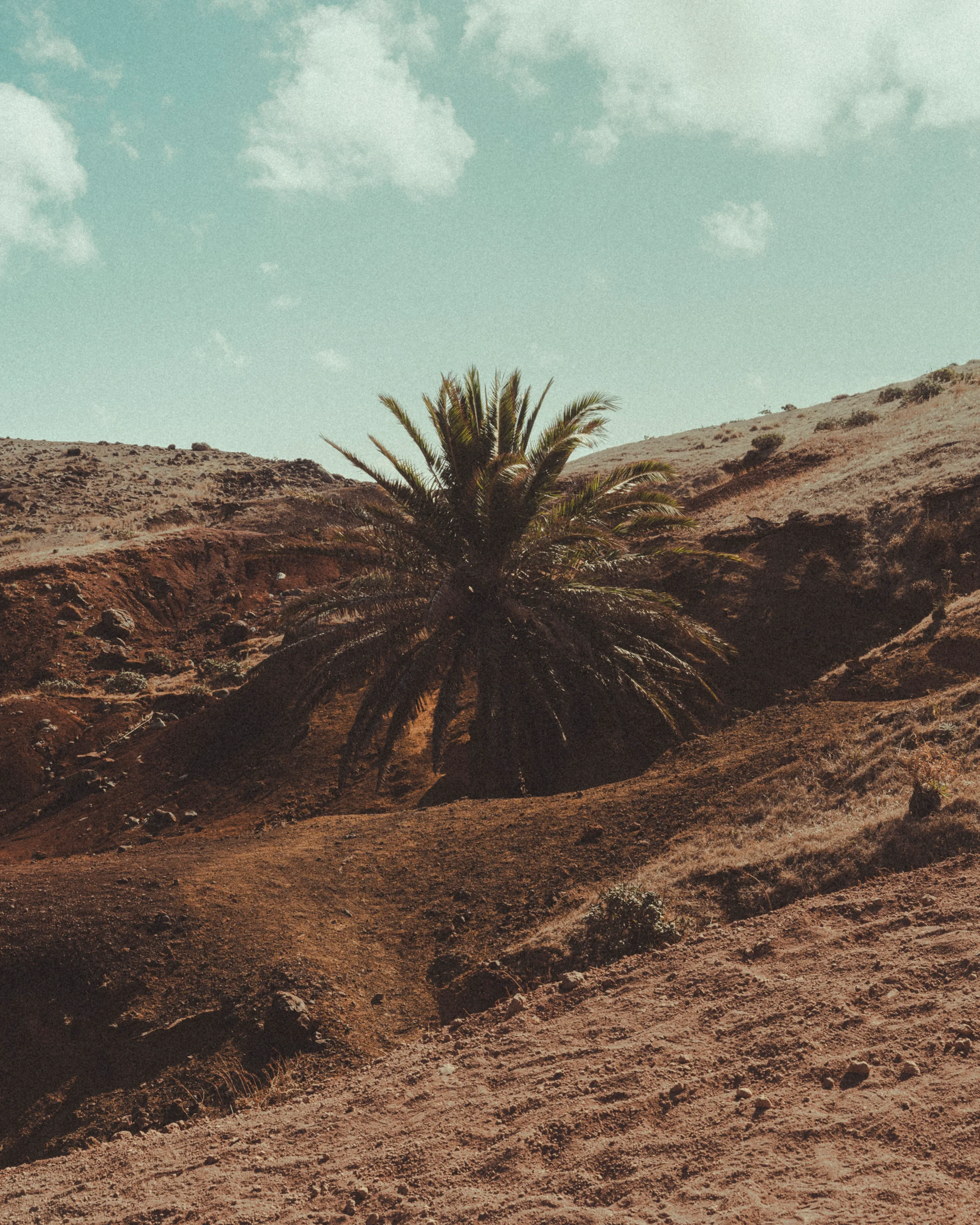 Photographie 'Un palmier au milieu' - Image 2