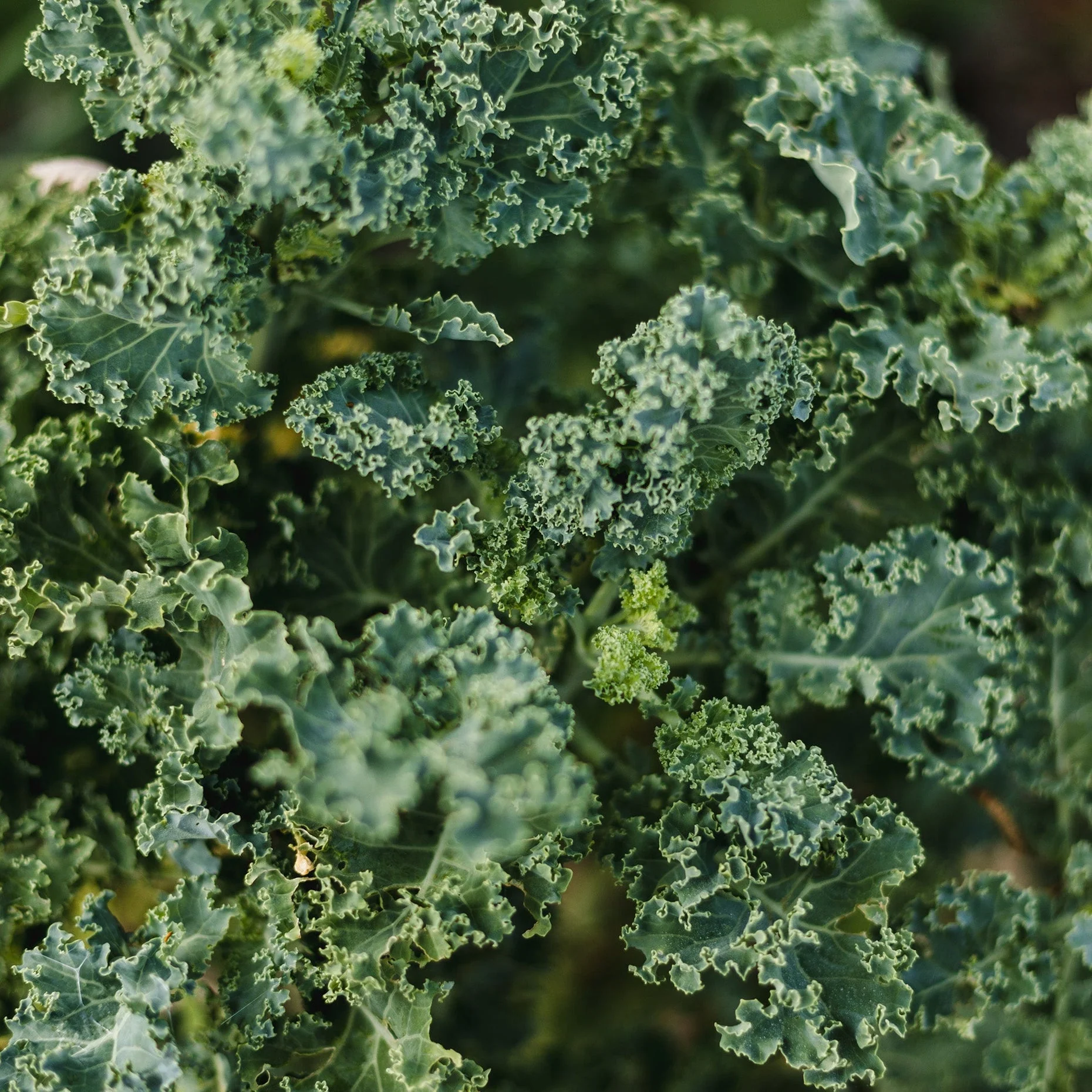 Coffret de semences Le potager de la mi-ombre - Image 6